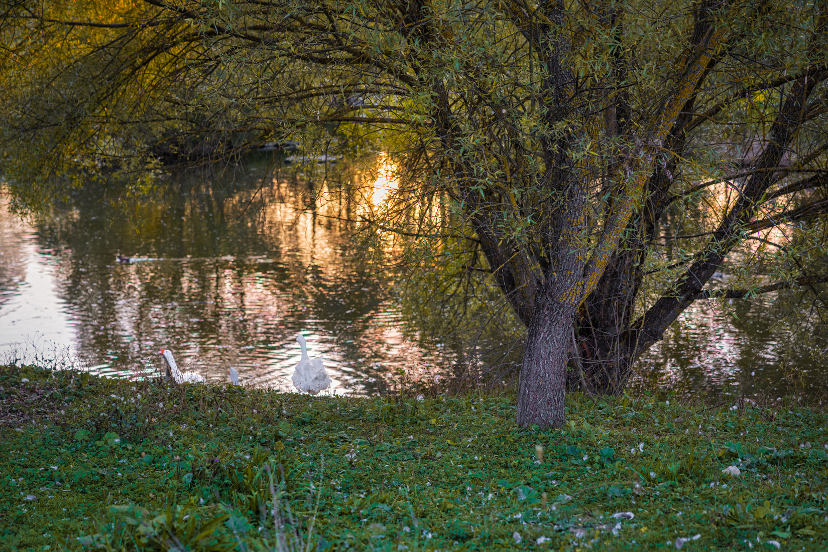 , Шурчков Юрий