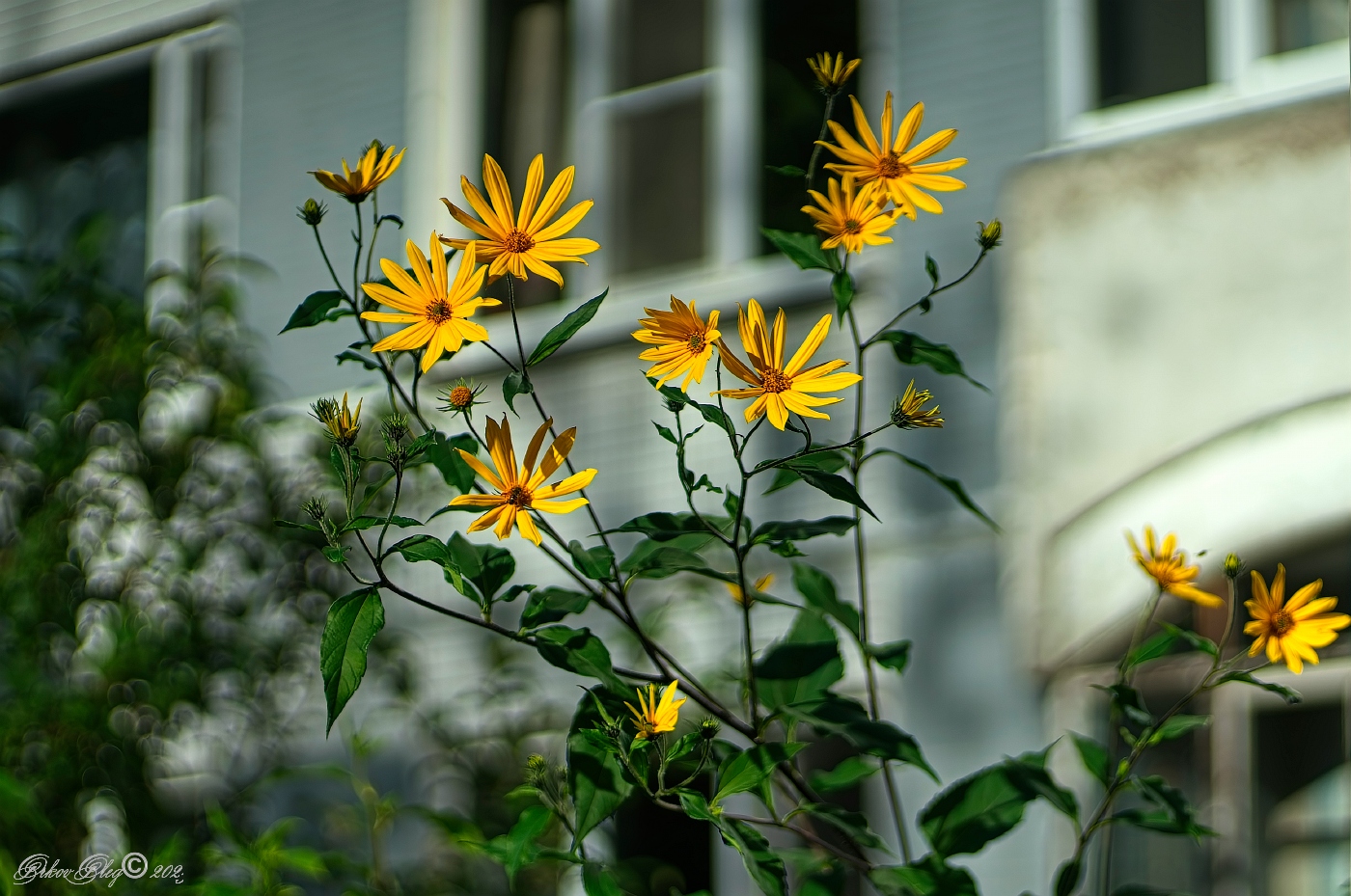 , Орлов Олег