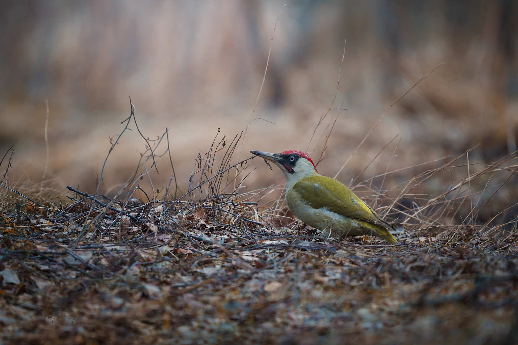 природа, лес, поля, огороды, животные, птицы, макро, Дмитрий Посевич