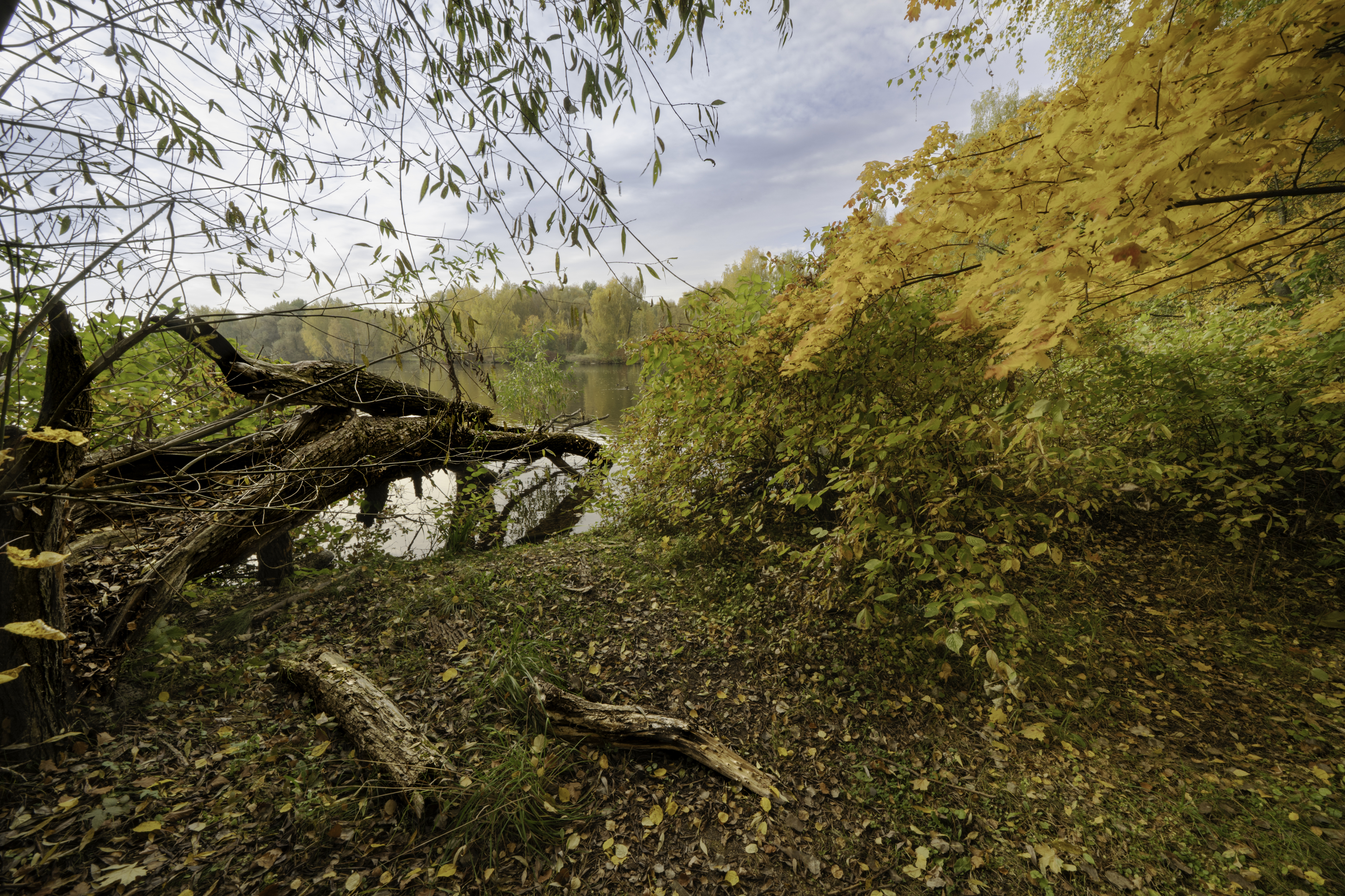 Москва, Строгино, Щукинский полуостров, Чистый залив, осень, Московская осень, Гаврилов Юрий