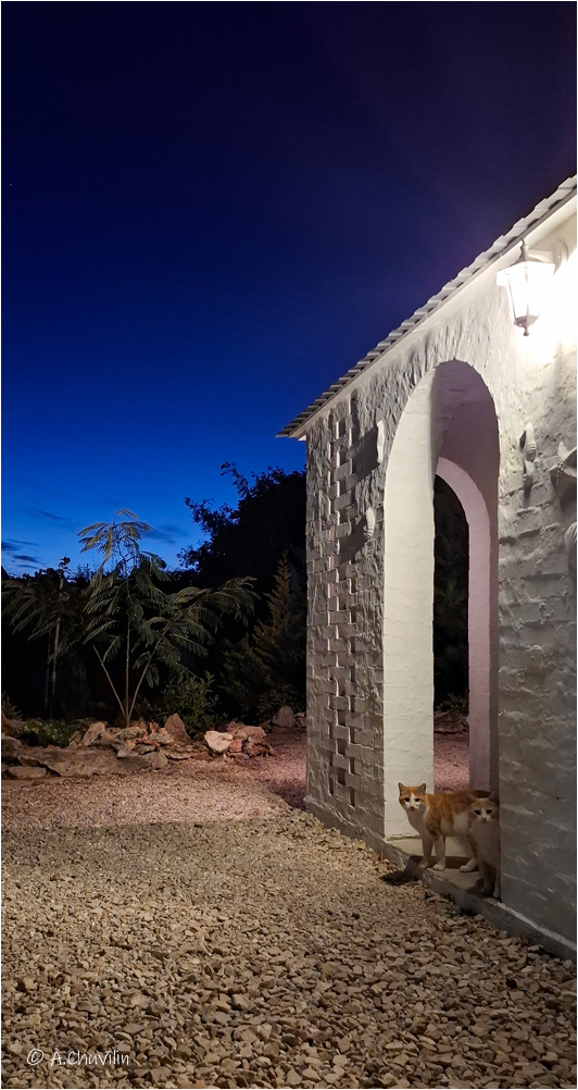 коты,вечер,дача, Александр Чувилин