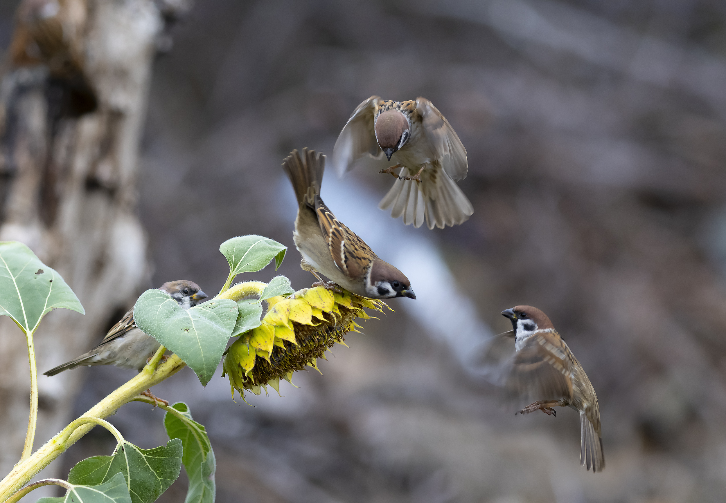 природа, Валерий Черняк