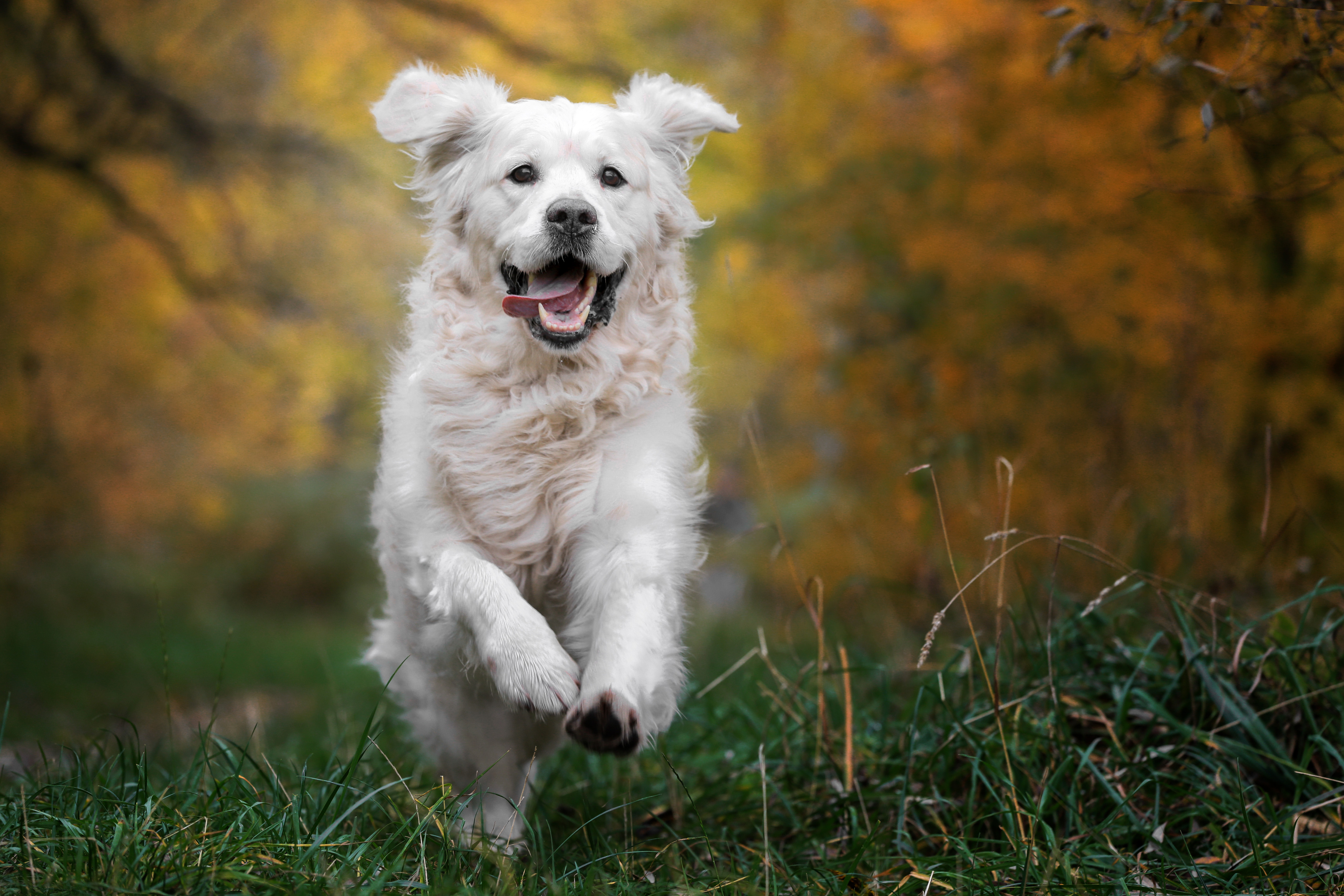 , Андрей Ершов