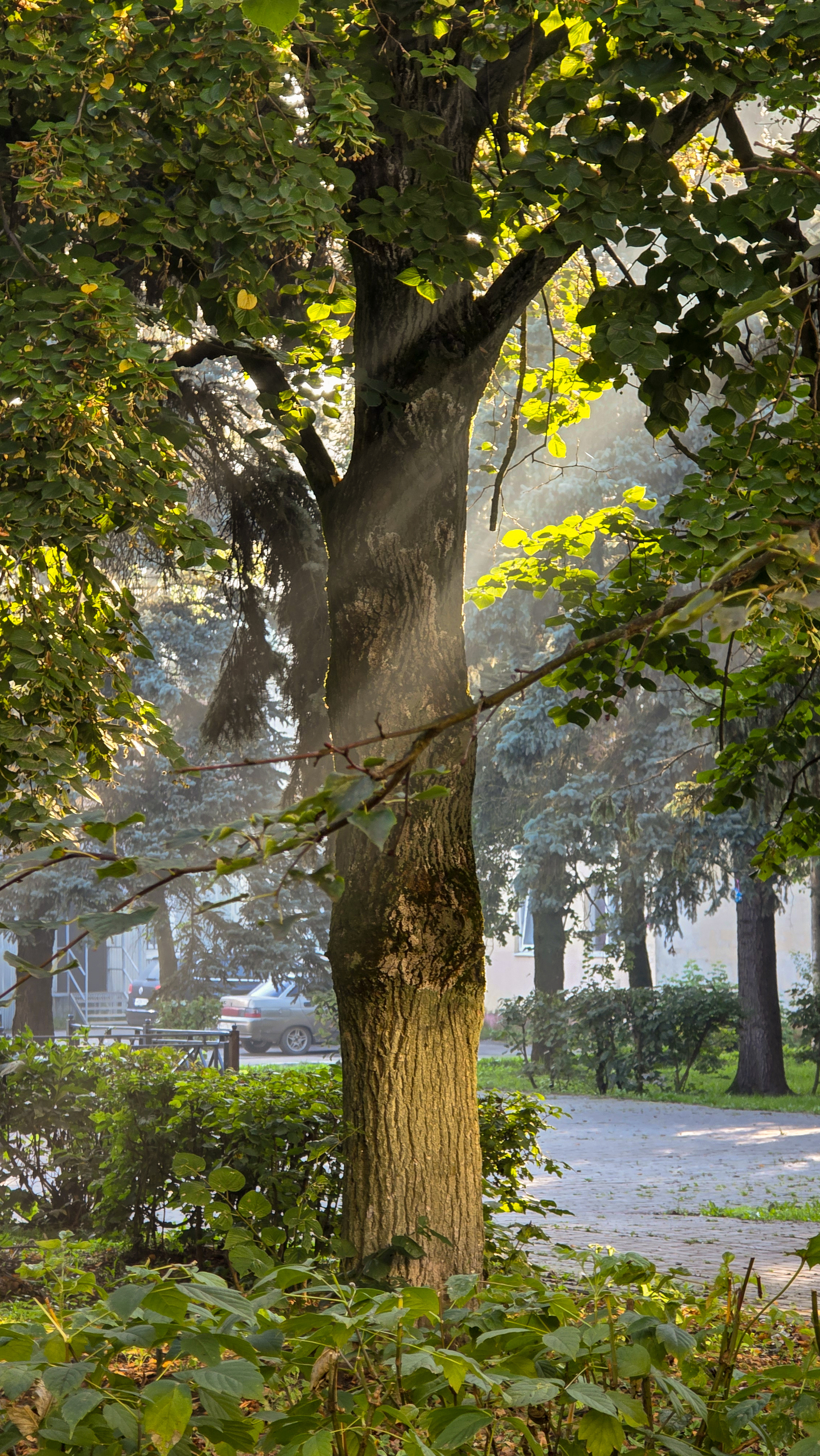 мобильная фотография, Сушкевич Светлана
