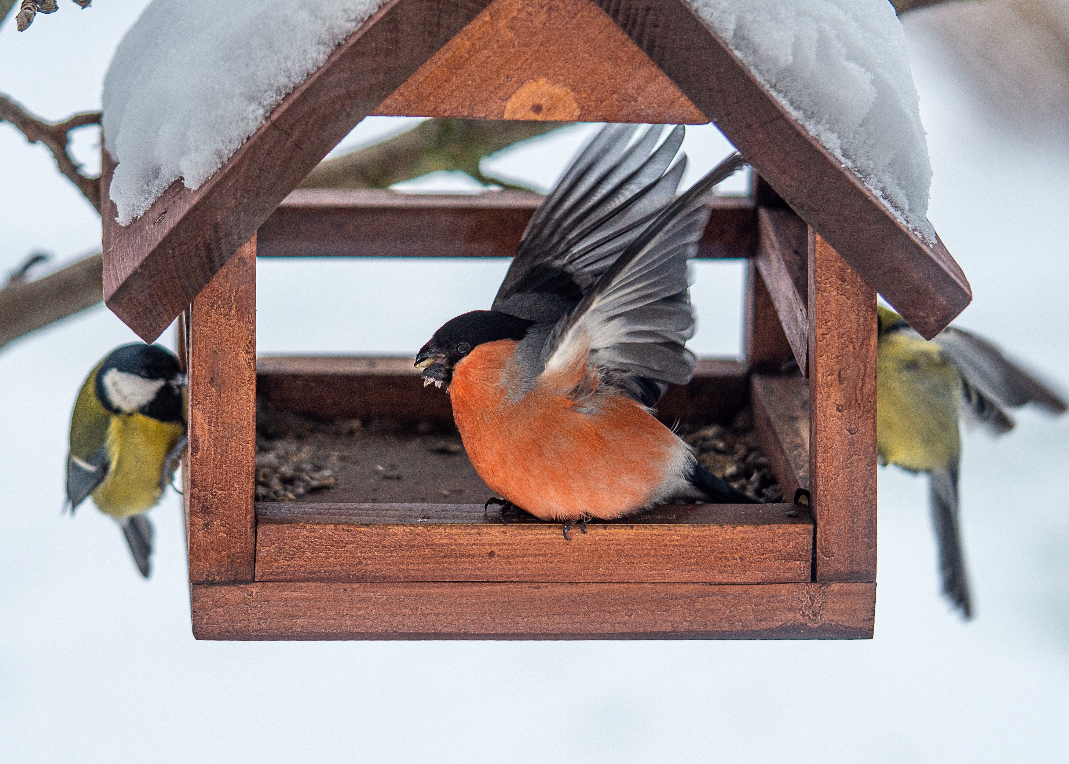 Снегирь зима птицы , Ворожцова Марина