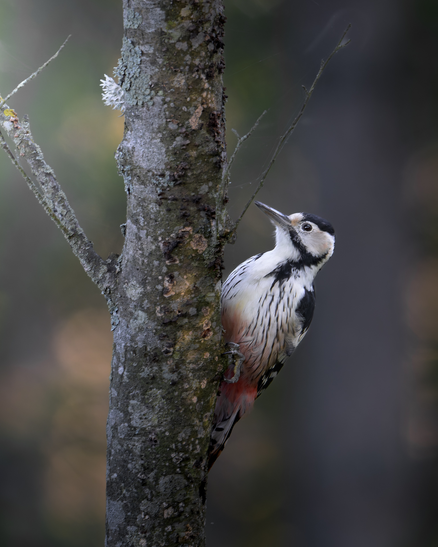 , Фабричный Роман