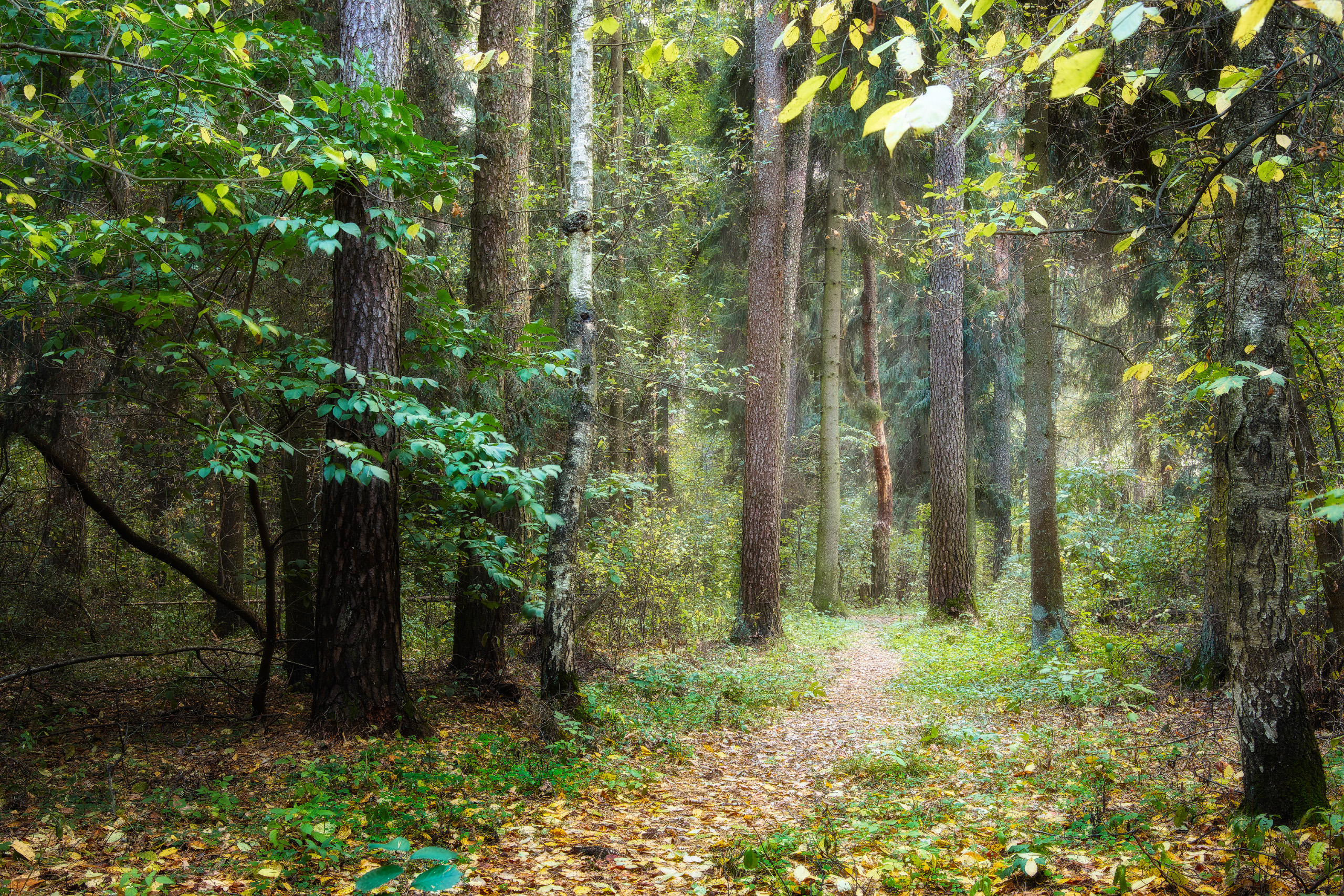 лес, деревья, листва, осень, Валерий Вождаев