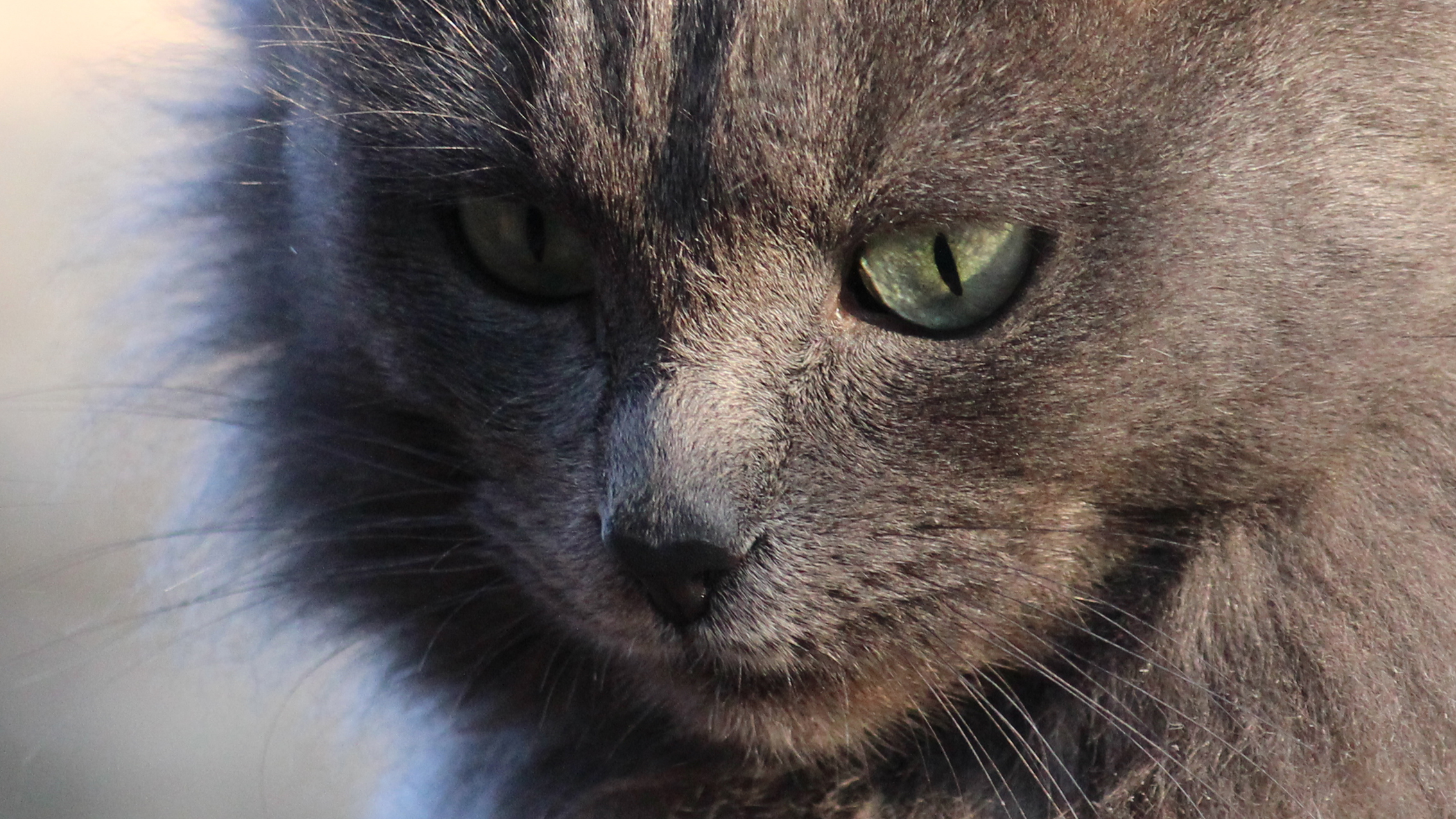 , Алексеев Сергей