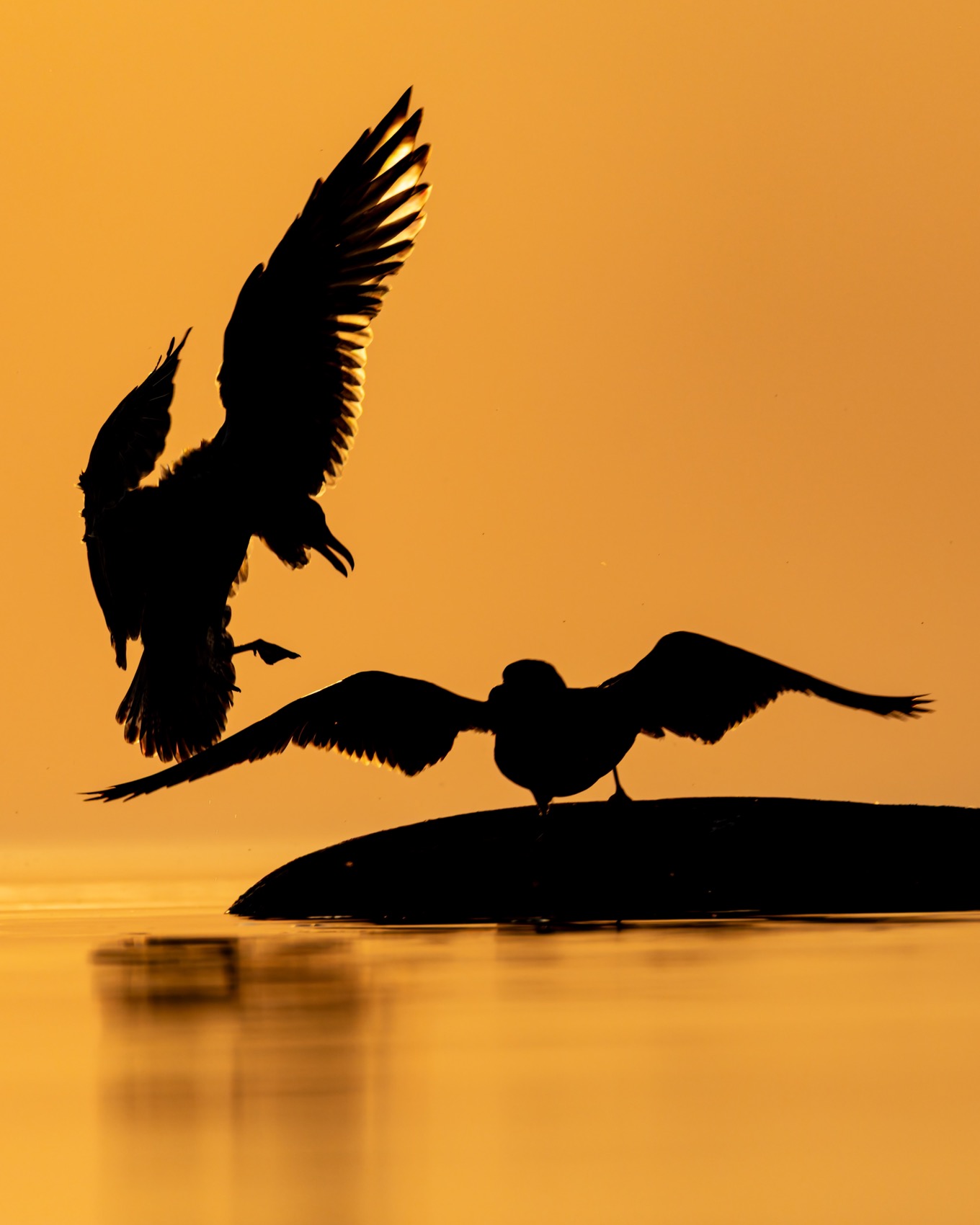 птицы, закат, финский залив, чайка, Ruslan Pl