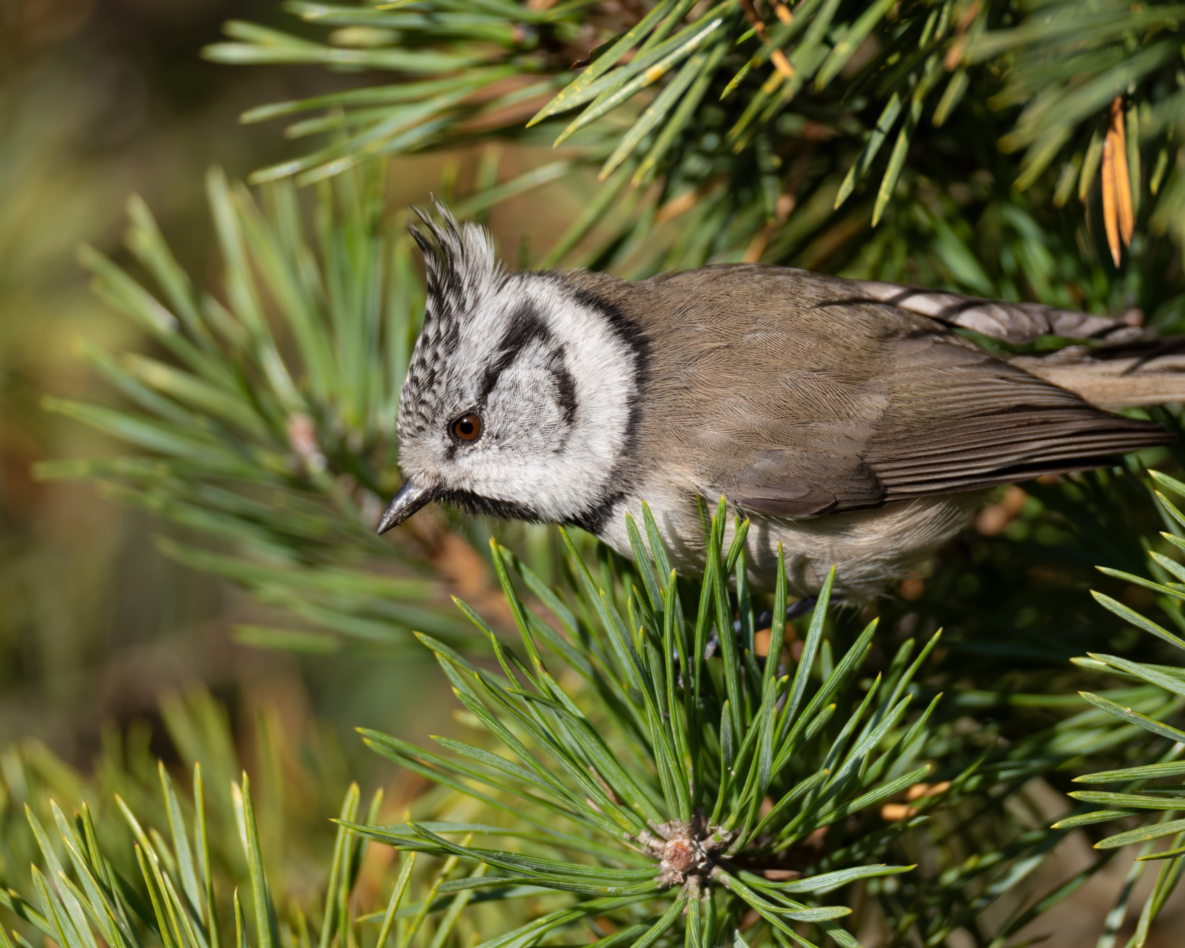 гренадерка, хохлатая синица, синица, птицы, Ruslan Pl