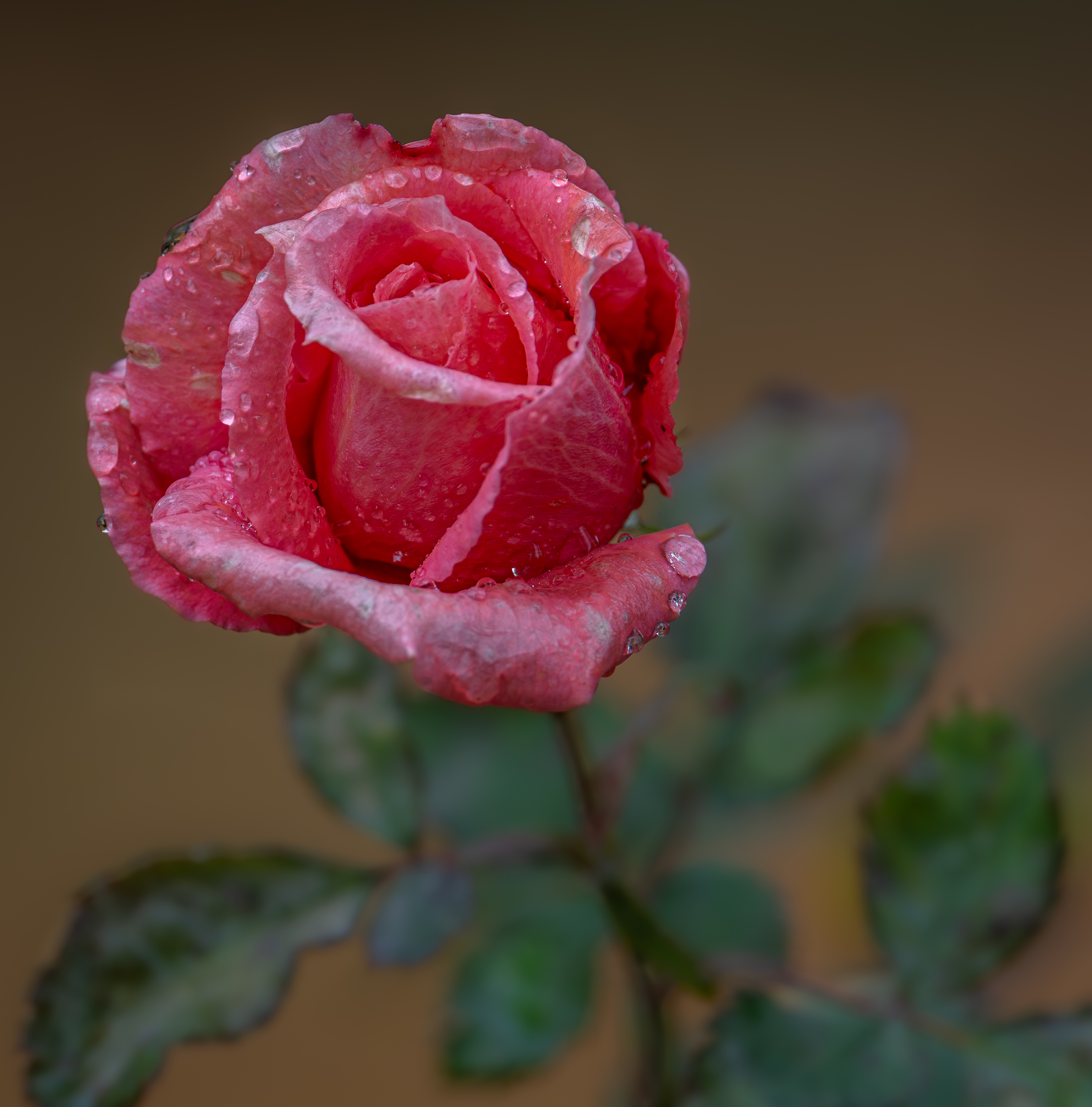 , Курлянцев Алексей