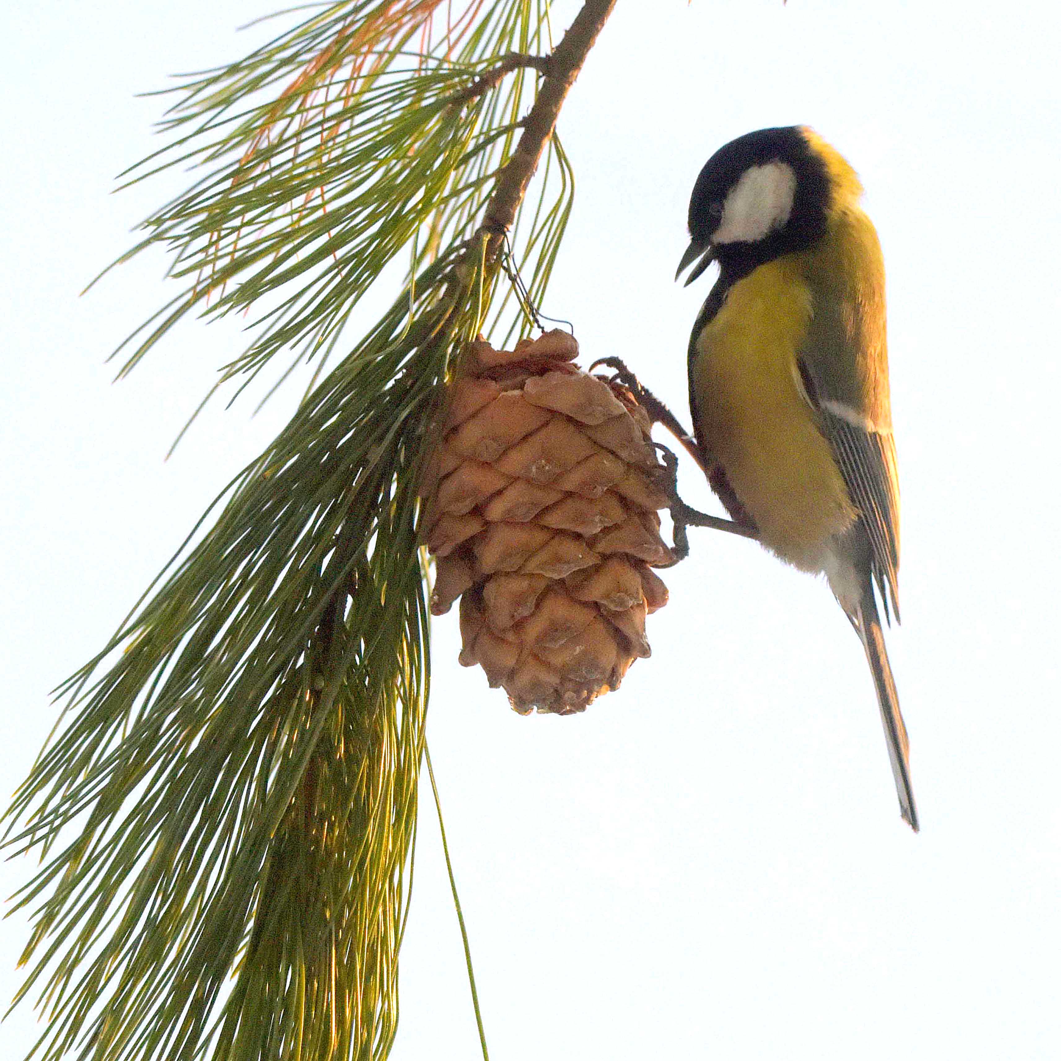 , Белоусов Михаил