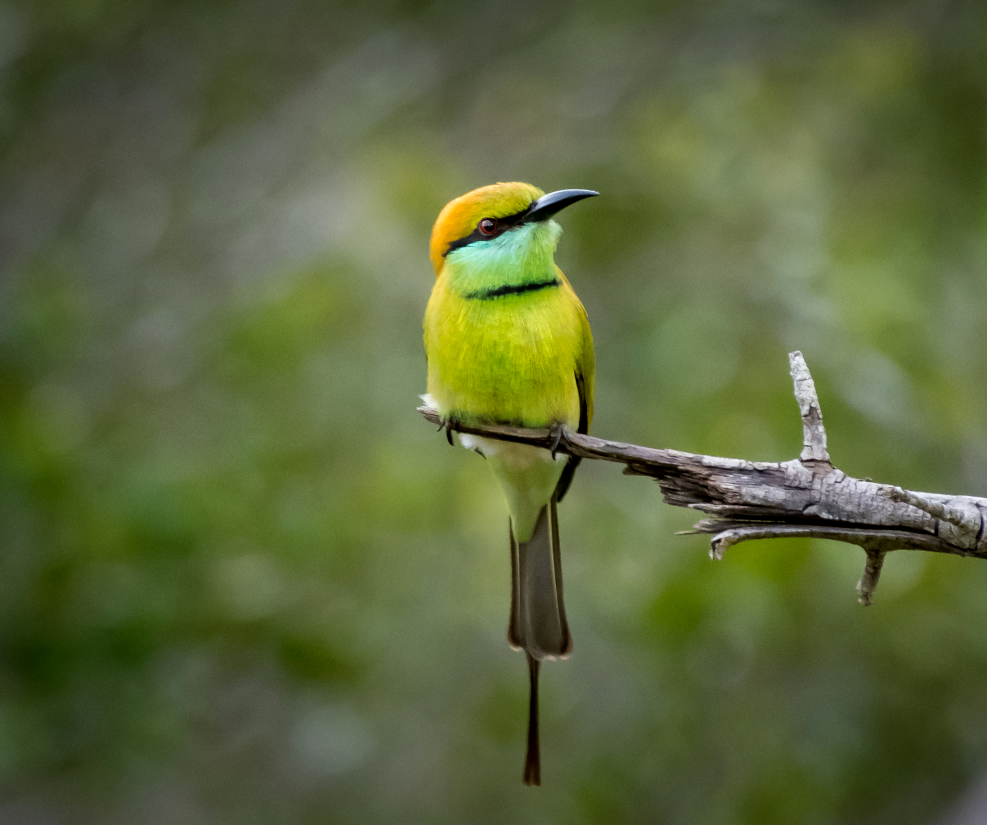 зеленая щурка, щурка, пчелоед, яла, нд, фотоохота, шри ланка, photo hunting, sri lanka, yala, шри-ланка, шри ланка нд, Надежда Демкина