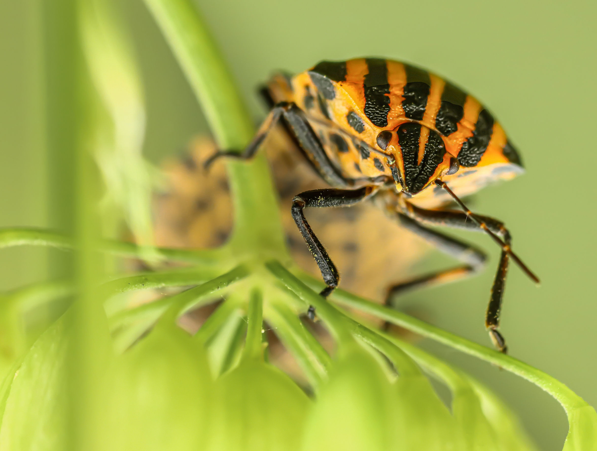 клоп, щитник-линейчатый, насекомые, Лапин Сергей