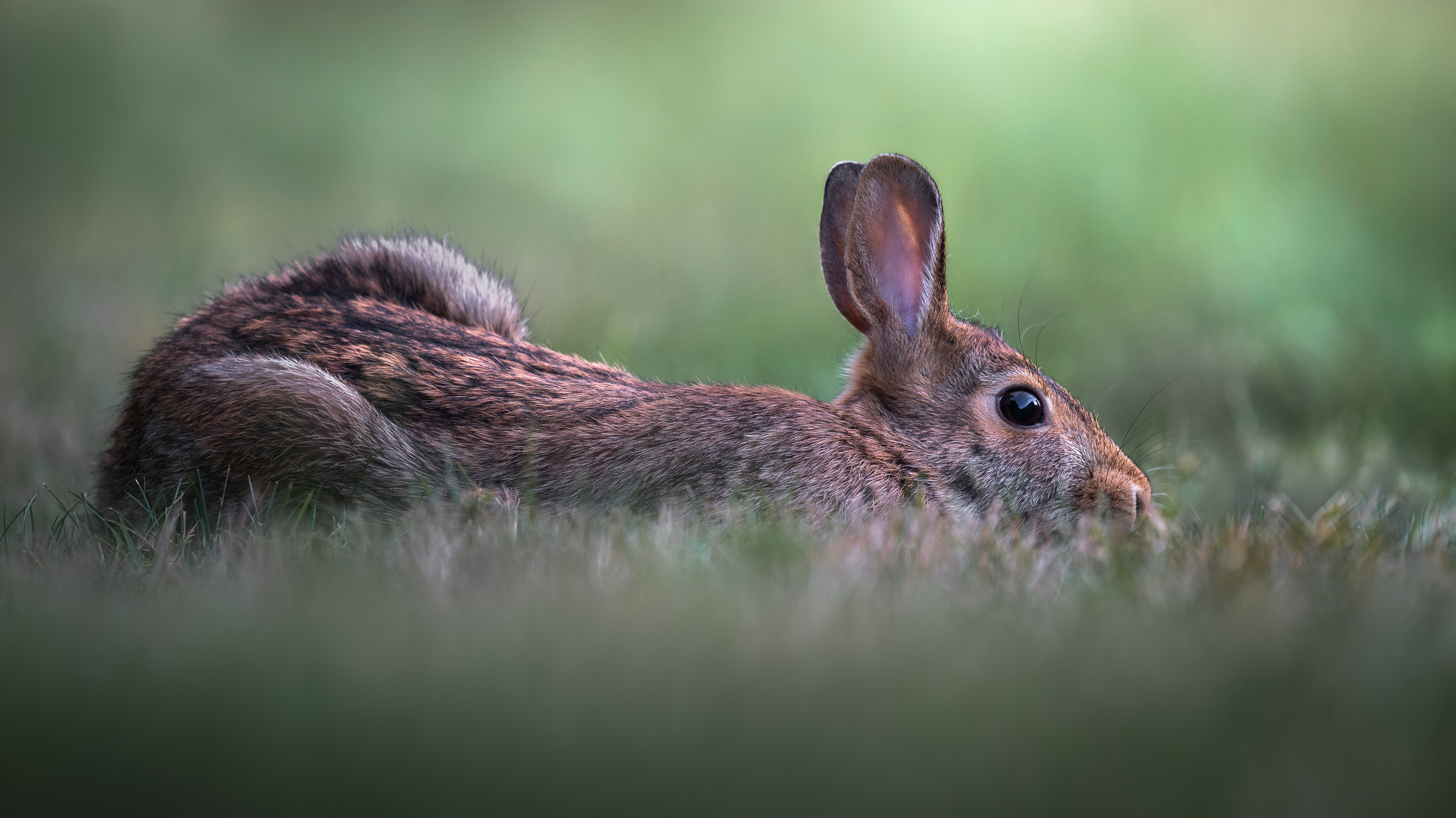 rabbit, bunny, animal, wild, nature, Atul Saluja