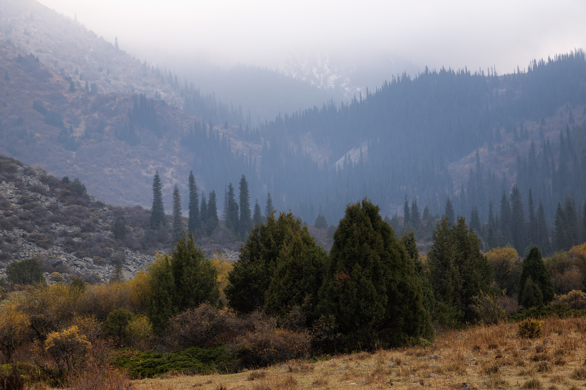 кыргызстан, шамшы, Элина Магалимова