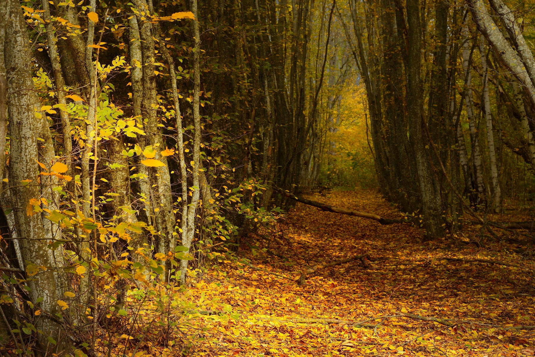 осень листва утро лес, Александр Жарников