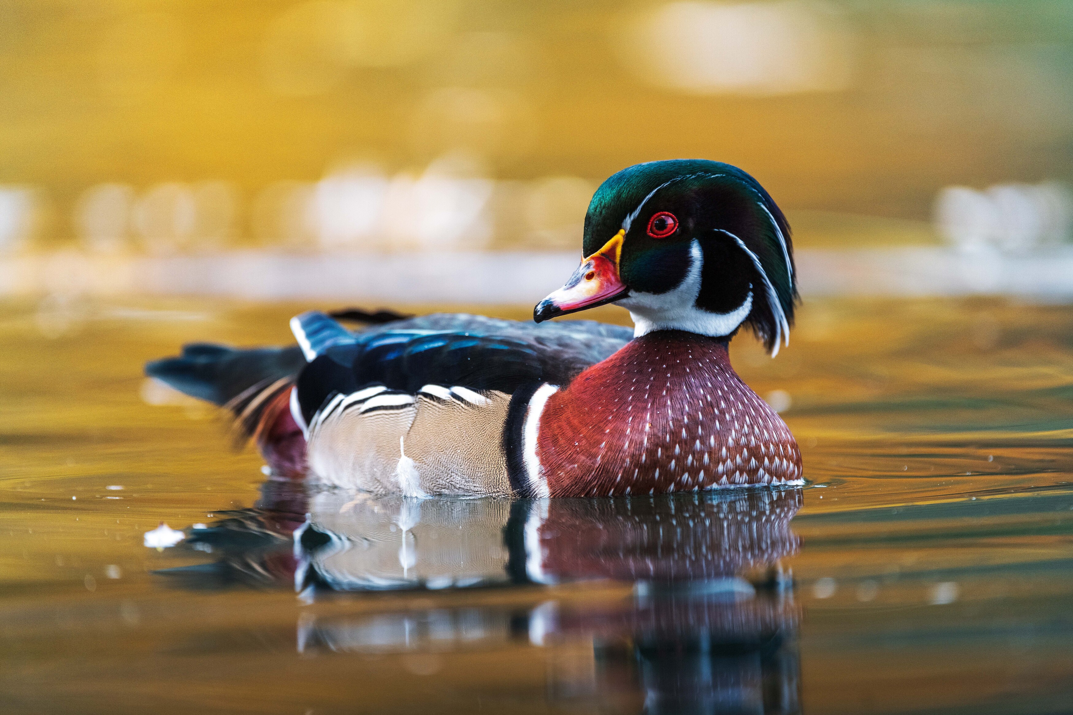 , Павел Ныриков