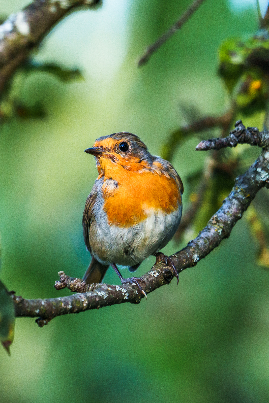 зарянка, Велин Александр