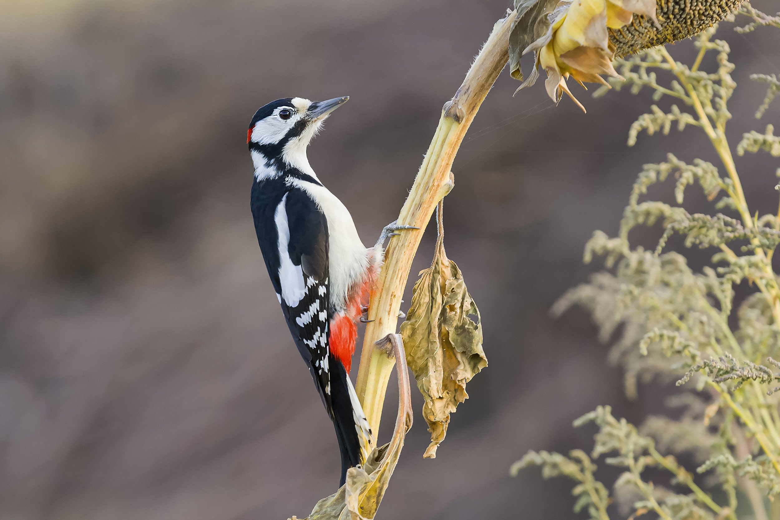 природа, Валерий Черняк