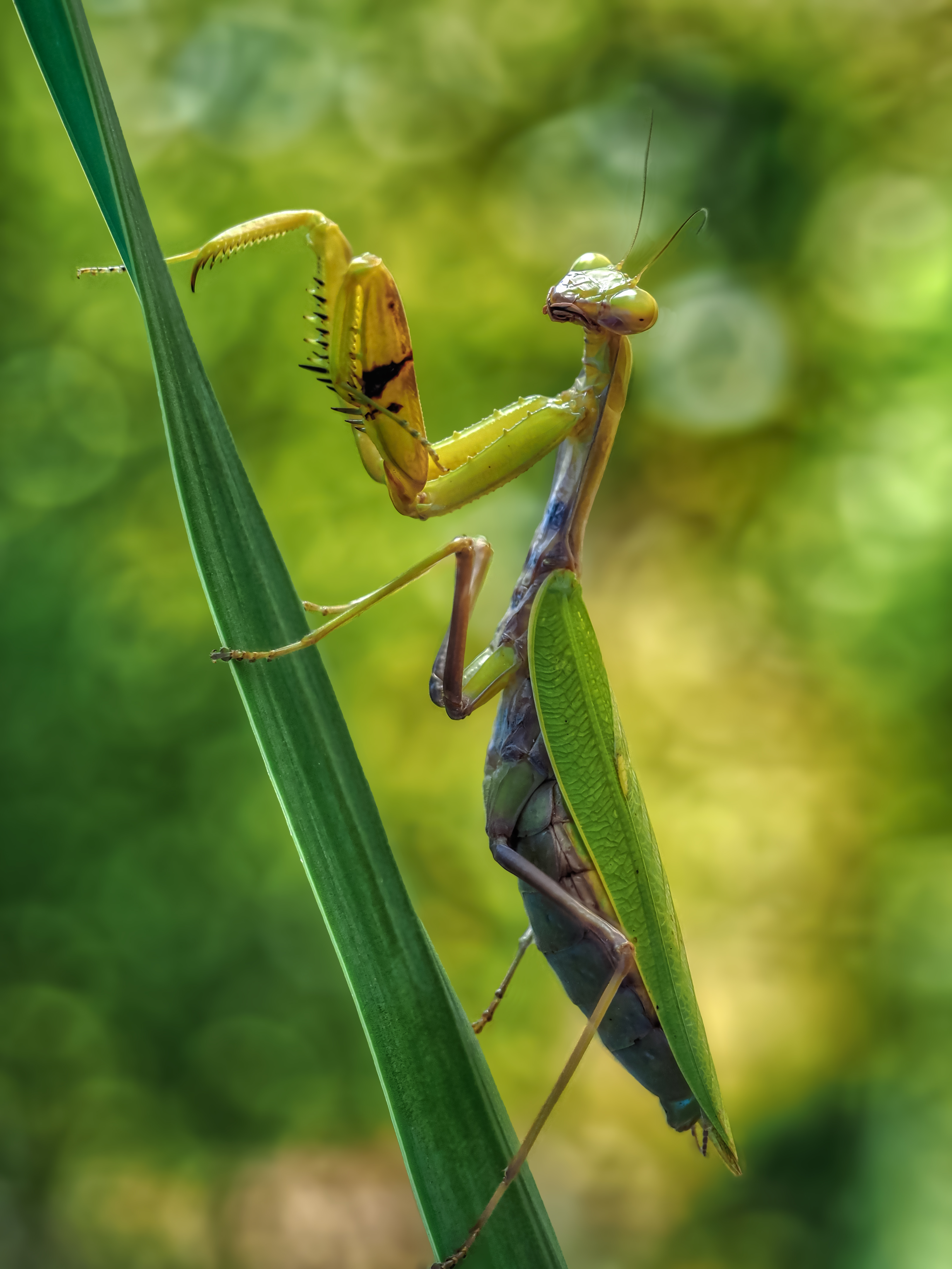 , Олег Савицкий