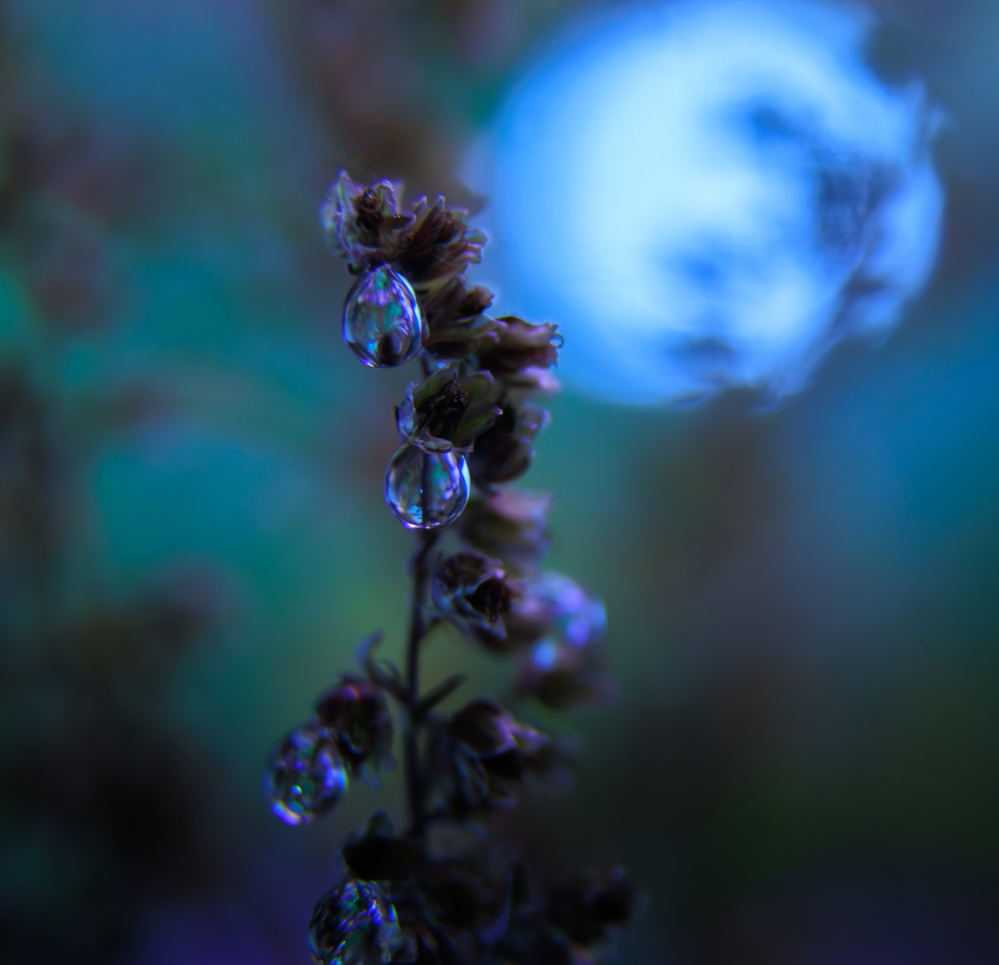 капля, отражение, трава, растение, свет, Светлана Холодняк