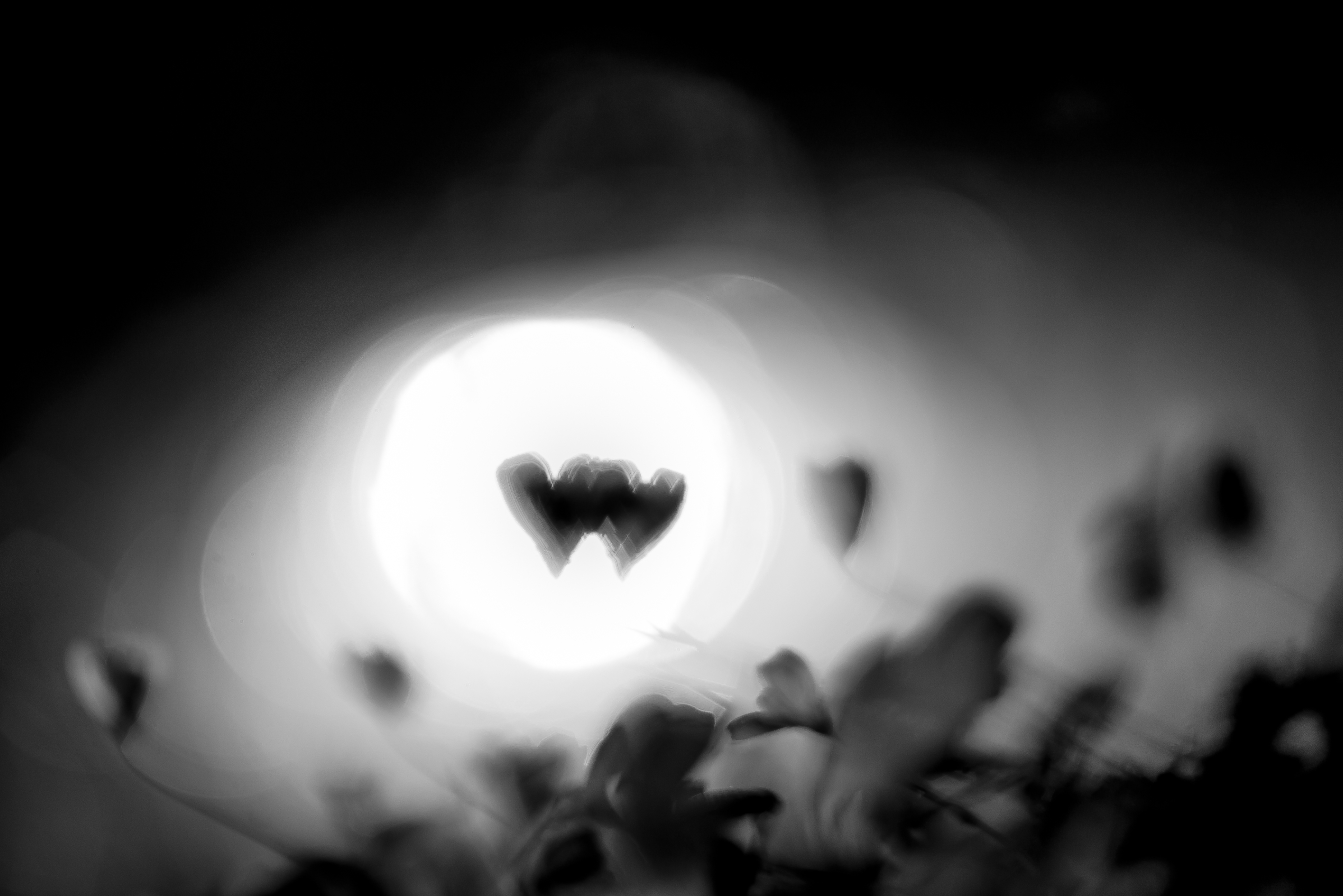 Кислица, чб, сердца, Соварцева Ксения