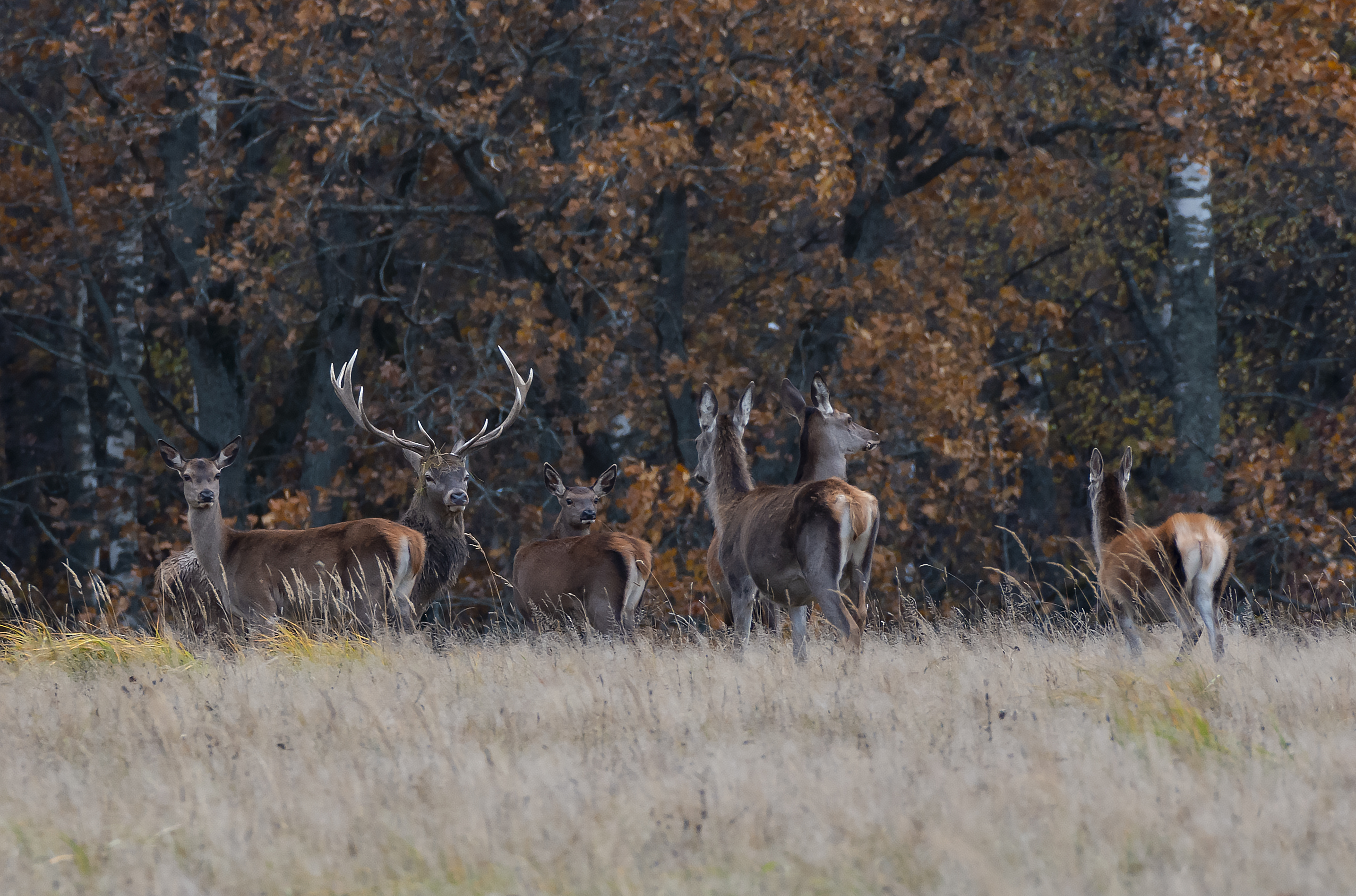 , Макеев Алексей