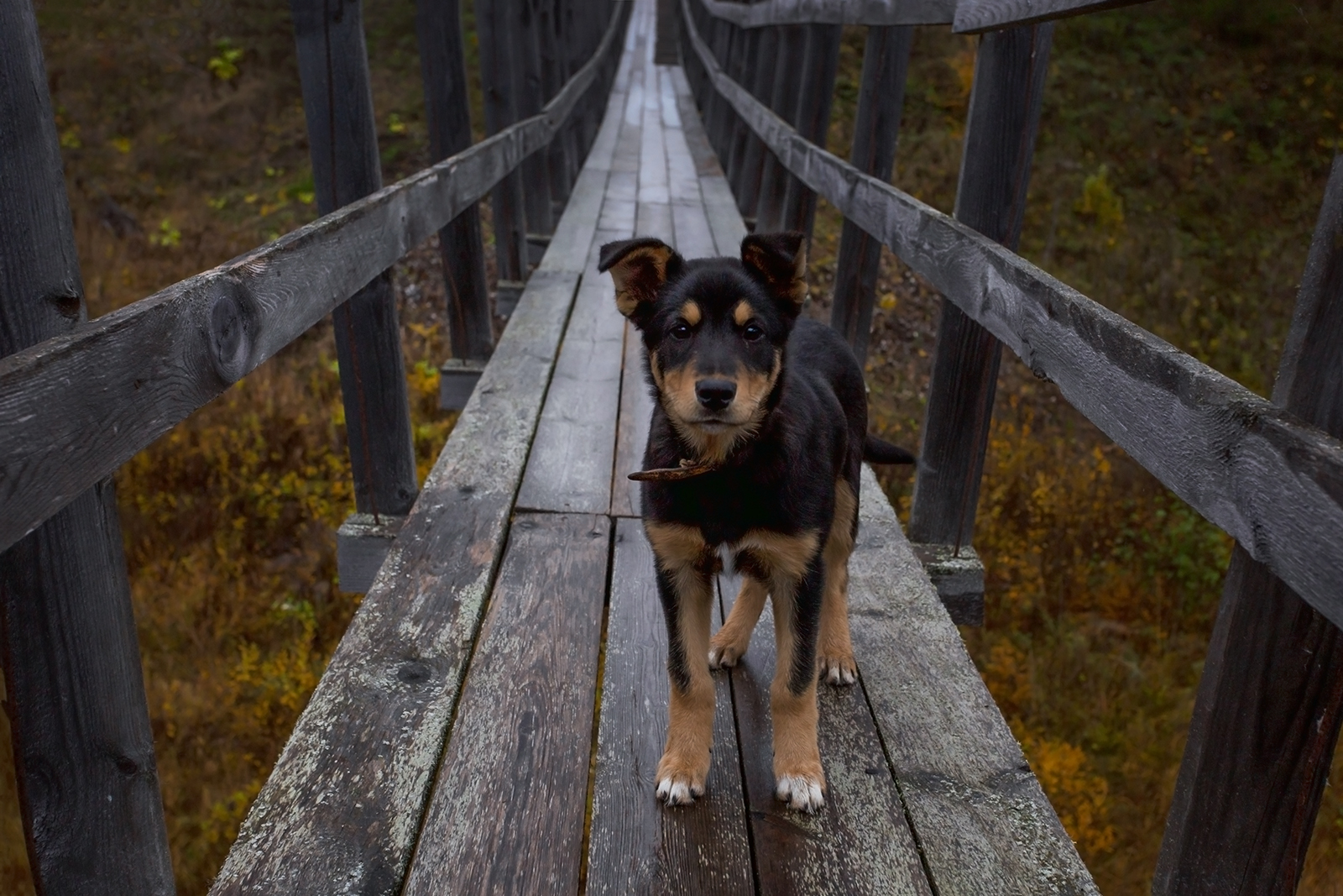 пёс, собака, мост, Колтакова Наталия