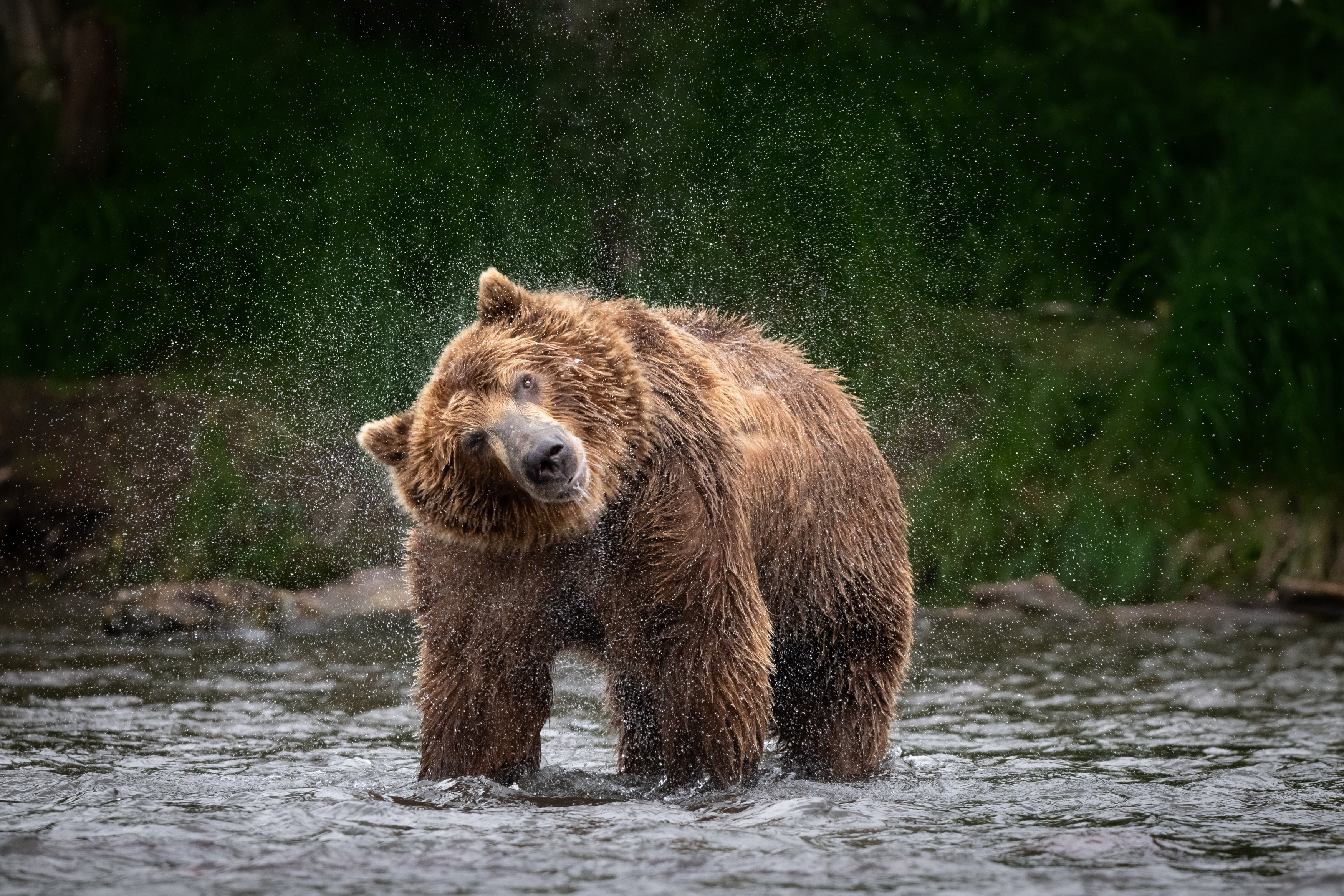Камчатка, медведь, брызги, хищник, зверь, река, Степанова Татьяна