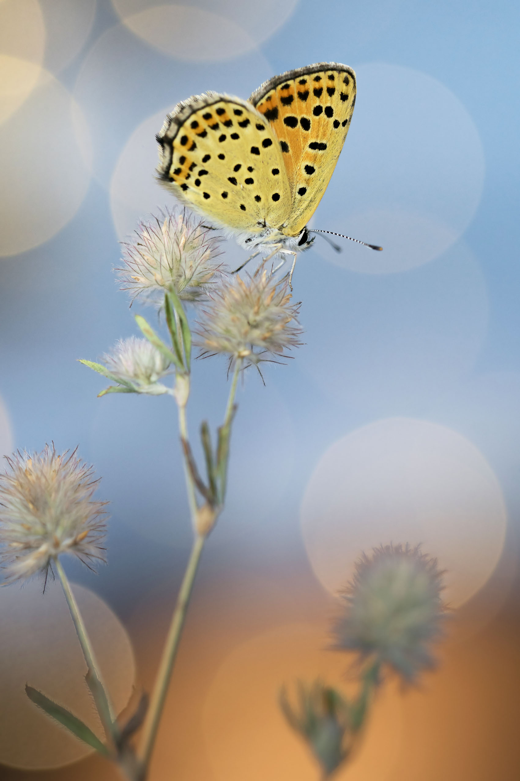 , Чепленко Алексей