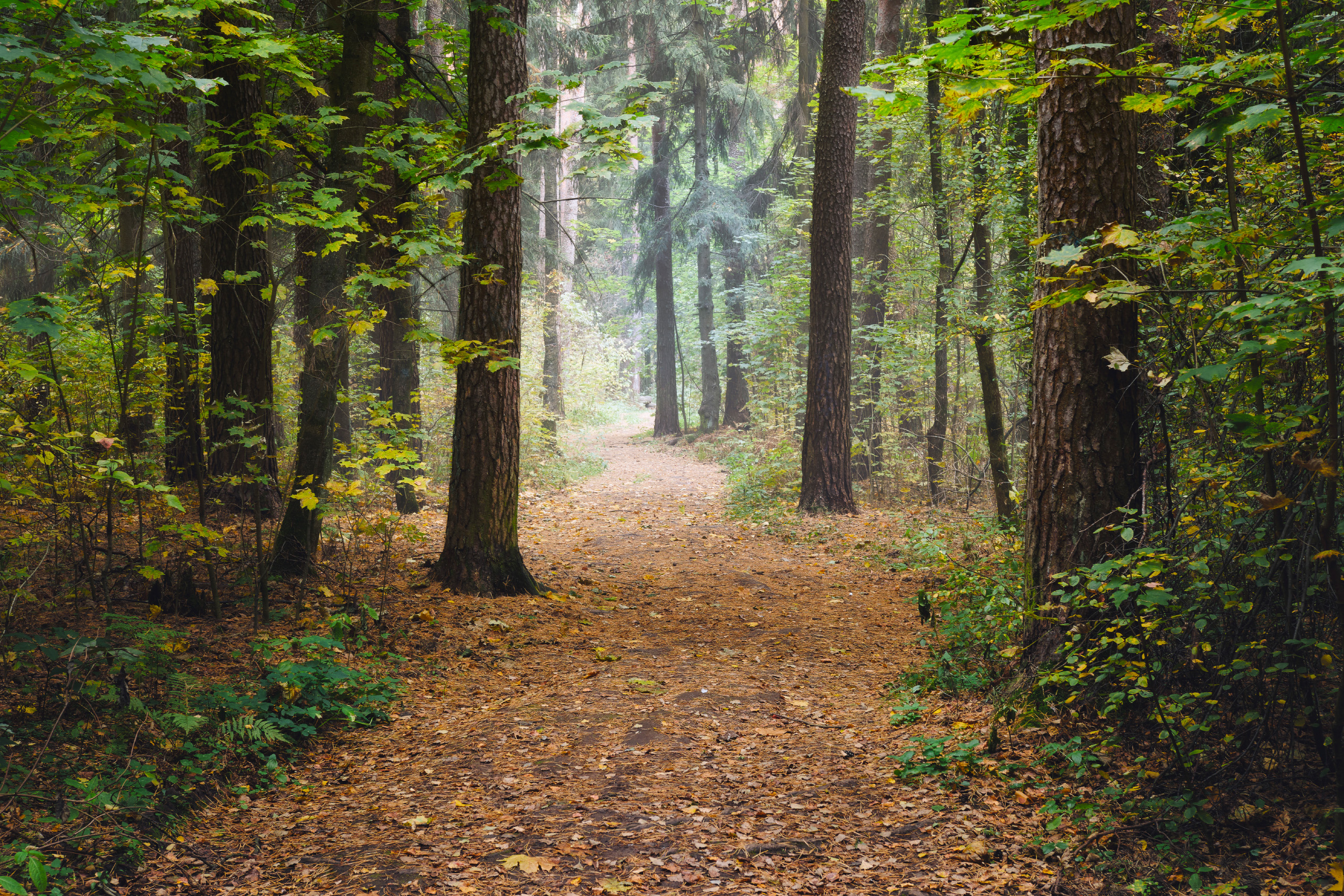 лес, деревья, листва, осень, Валерий Вождаев