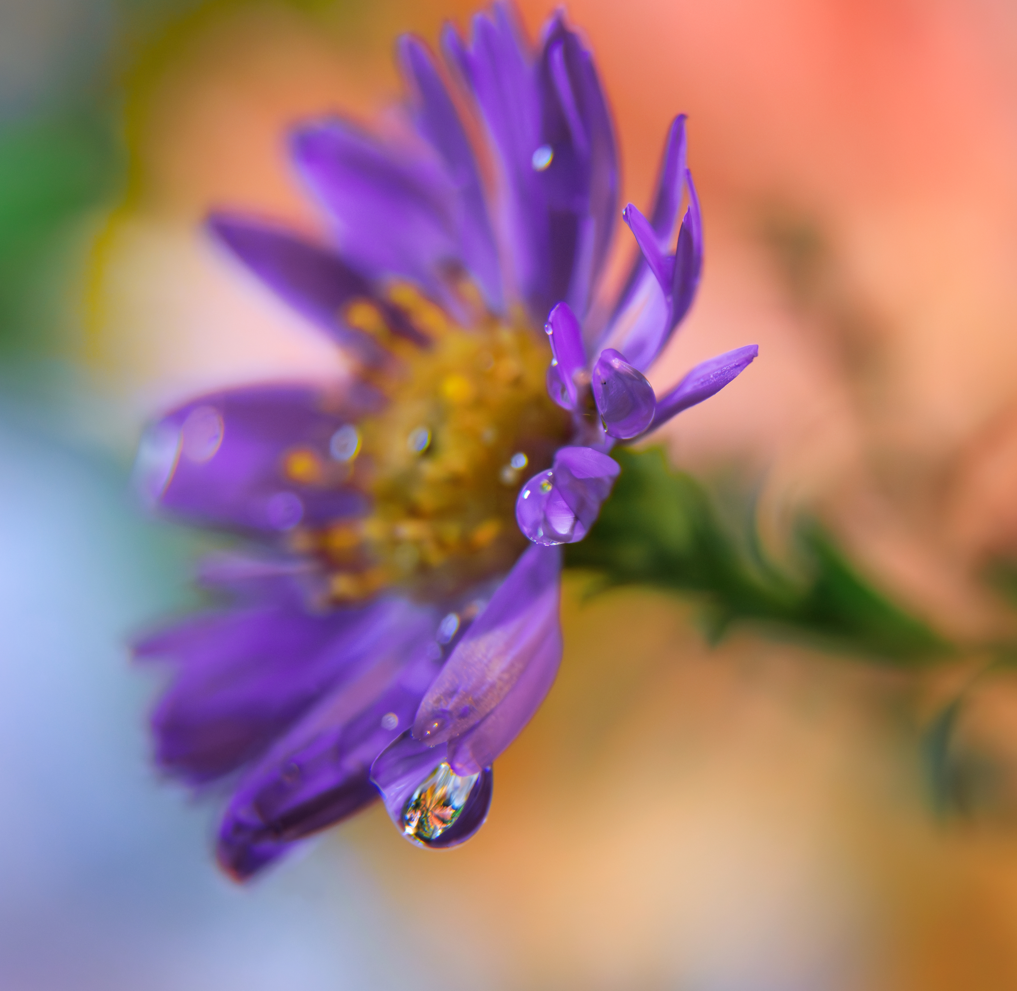 цветок капля отражение осень, Светлана Холодняк