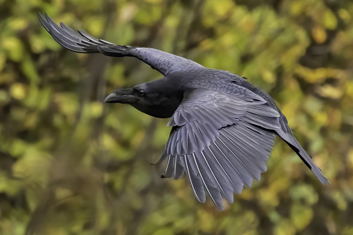 ворон, лес, осень, Сытина Наталия