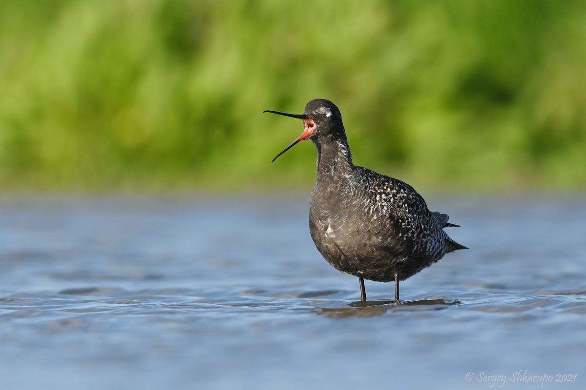 Щеголь, Сергей Шкарупо