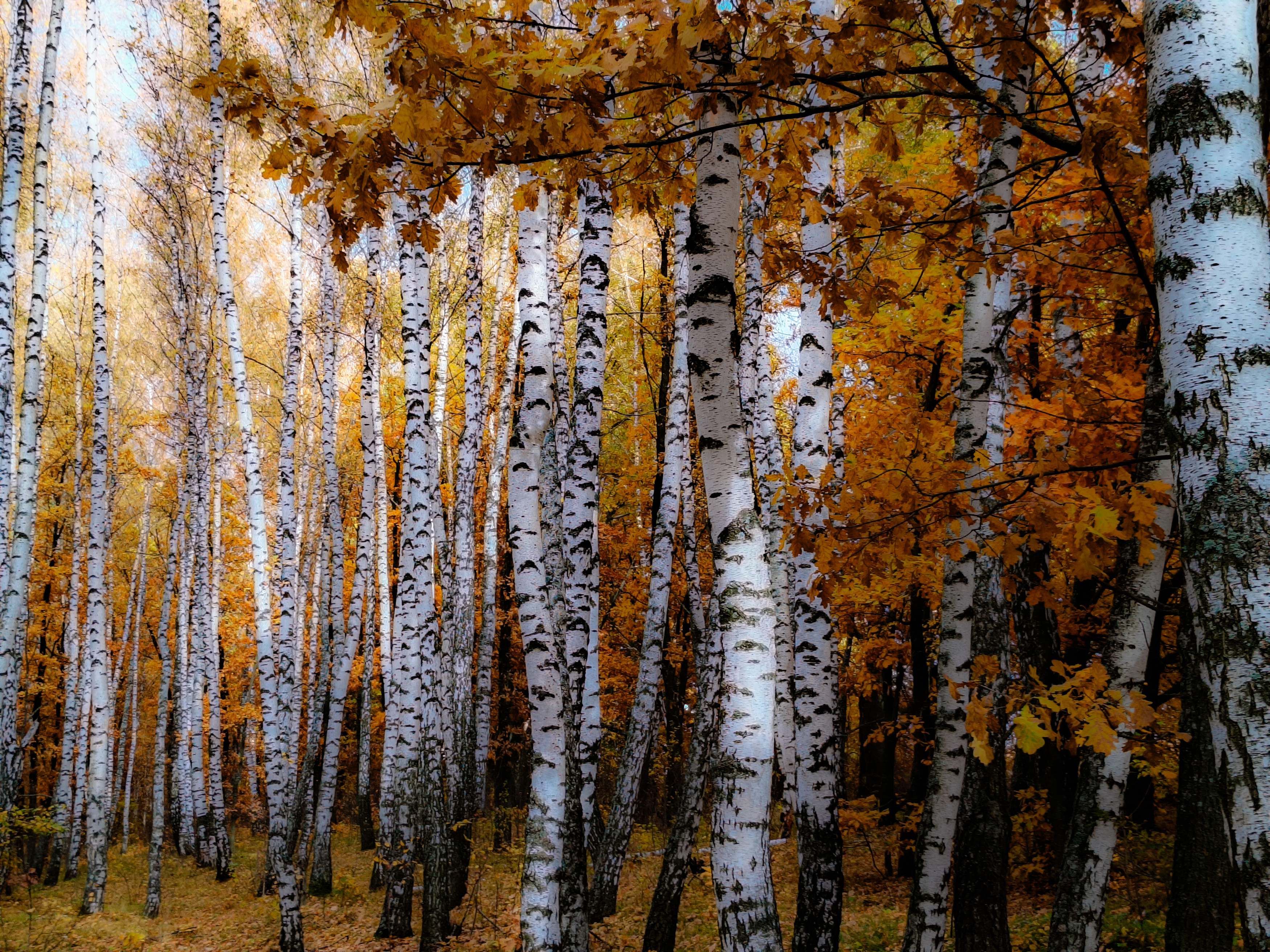 , Кондрашова Светлана