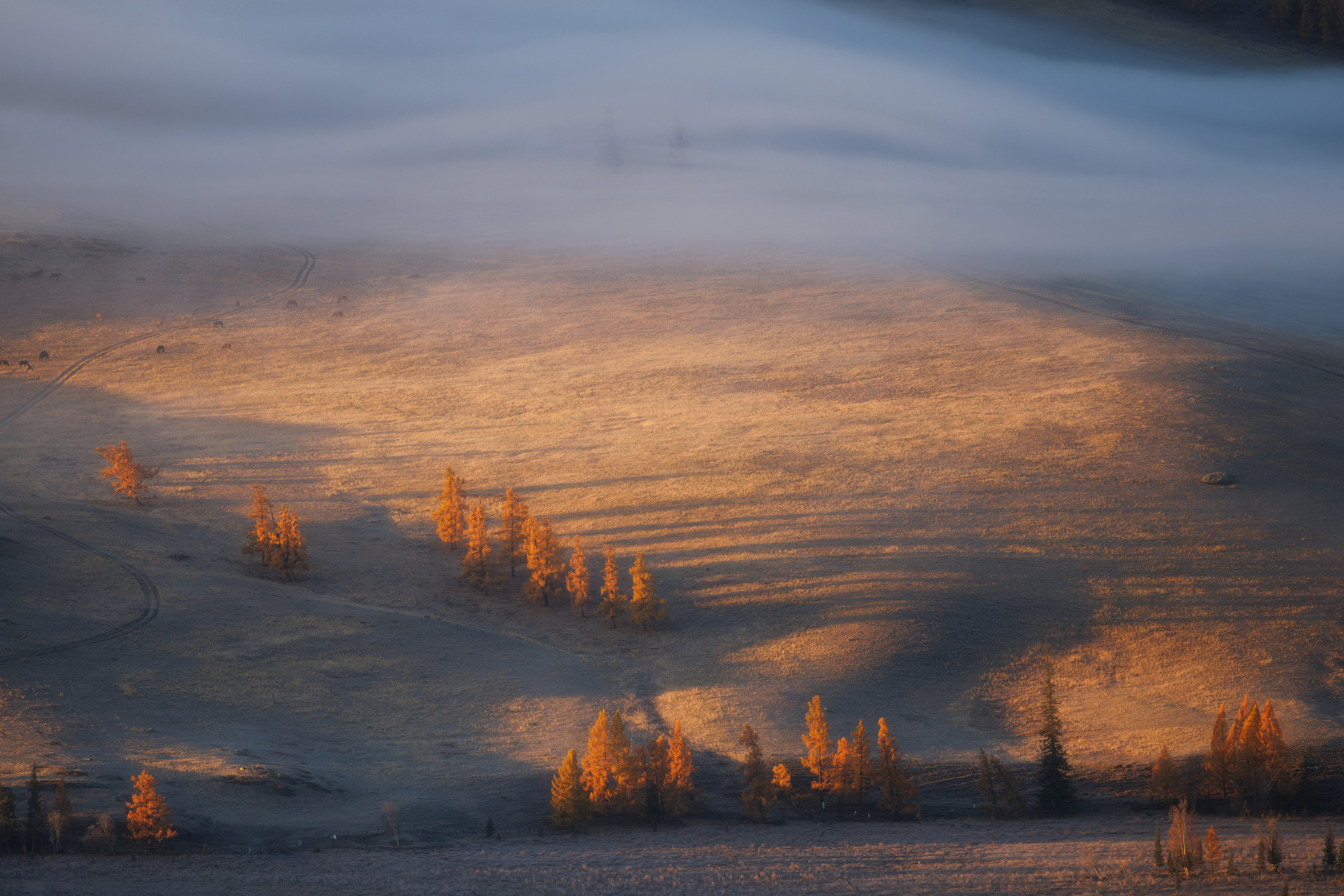 алтай, горный алтай, курай, степь, курайская степь, утро, туман, туманное утро, пейзаж, Морозов Сергей