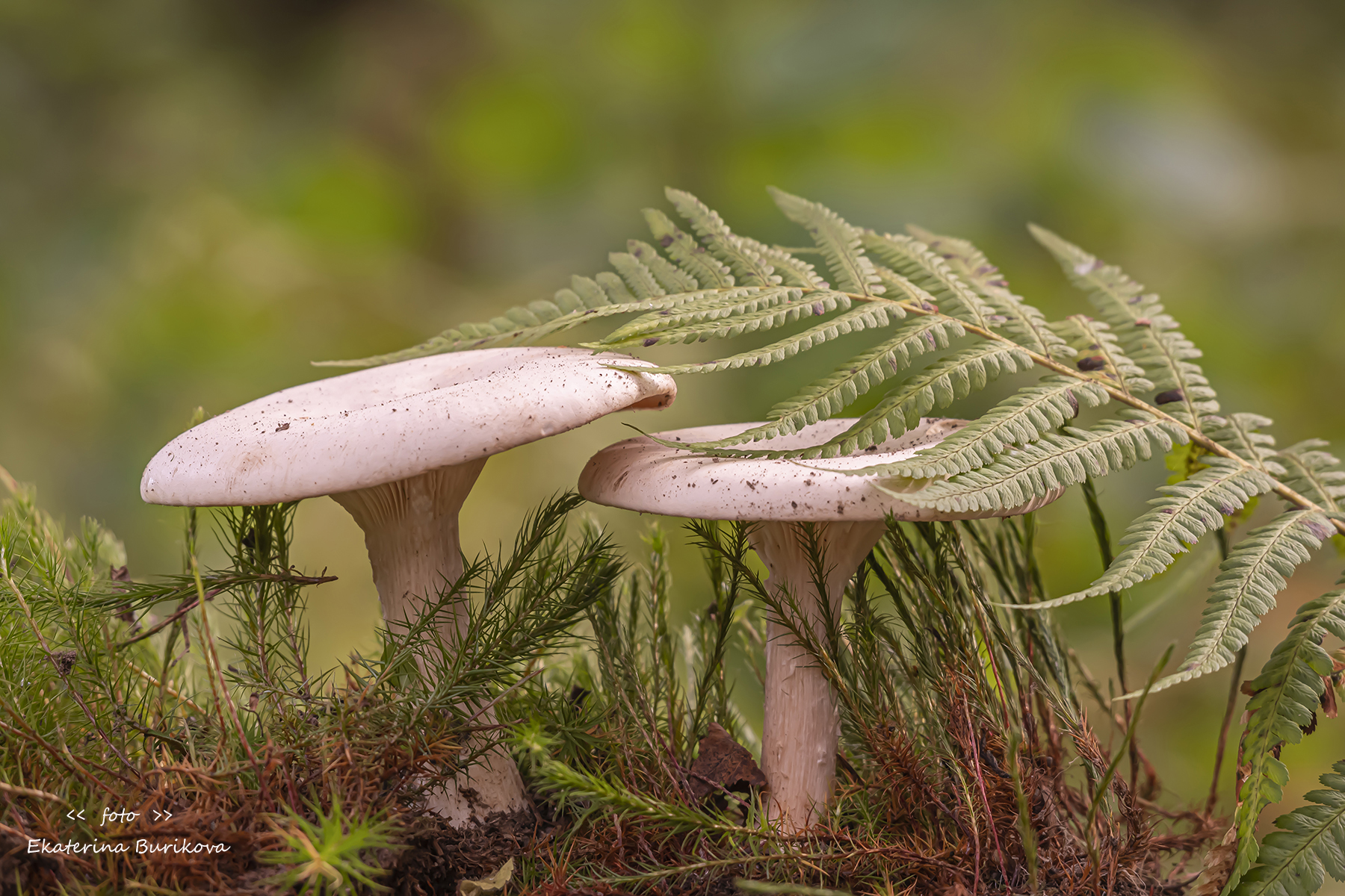 фото грибы , фото говорушки , грибы ., Бурикова Екатерина