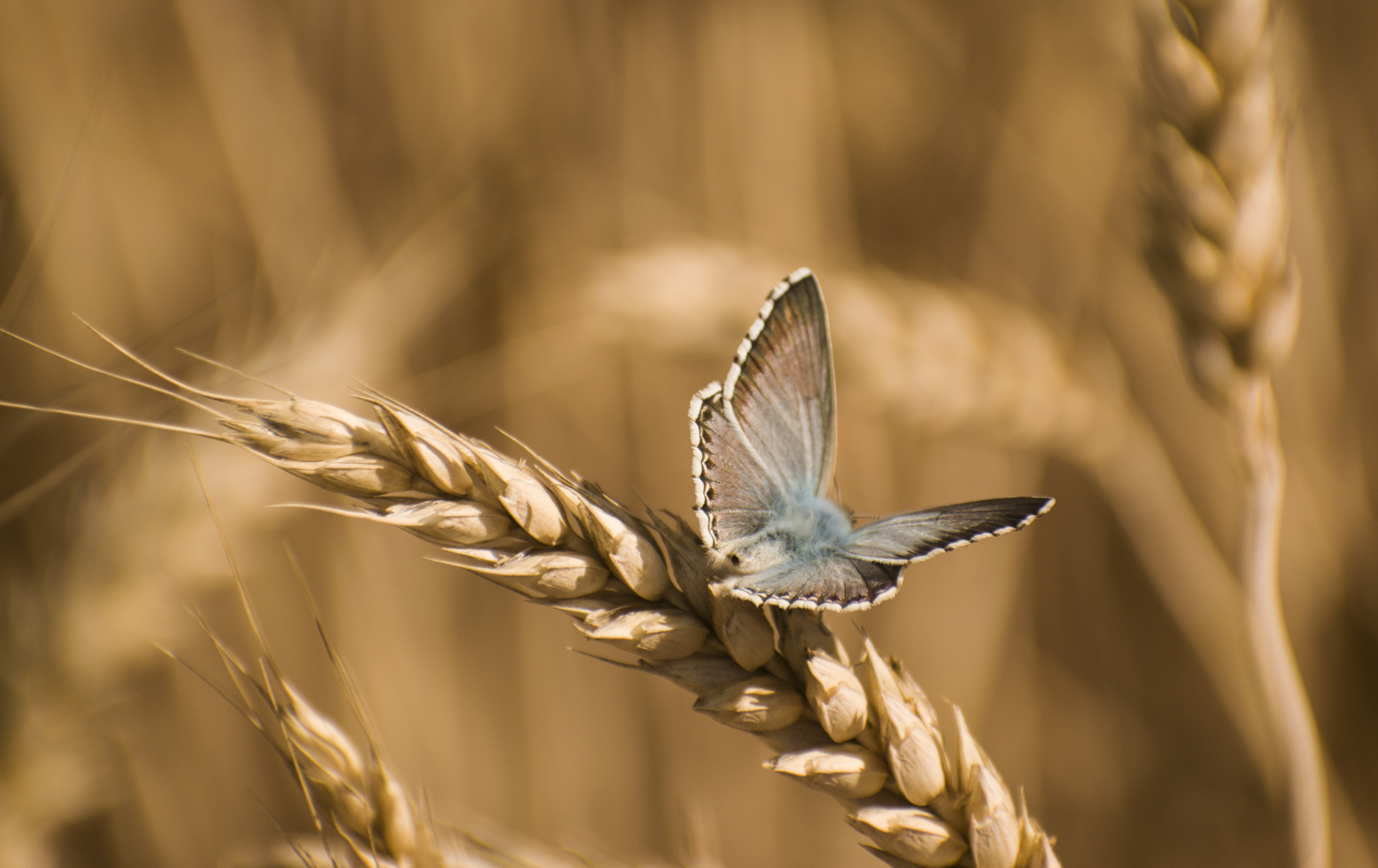 , Алексей Савельев