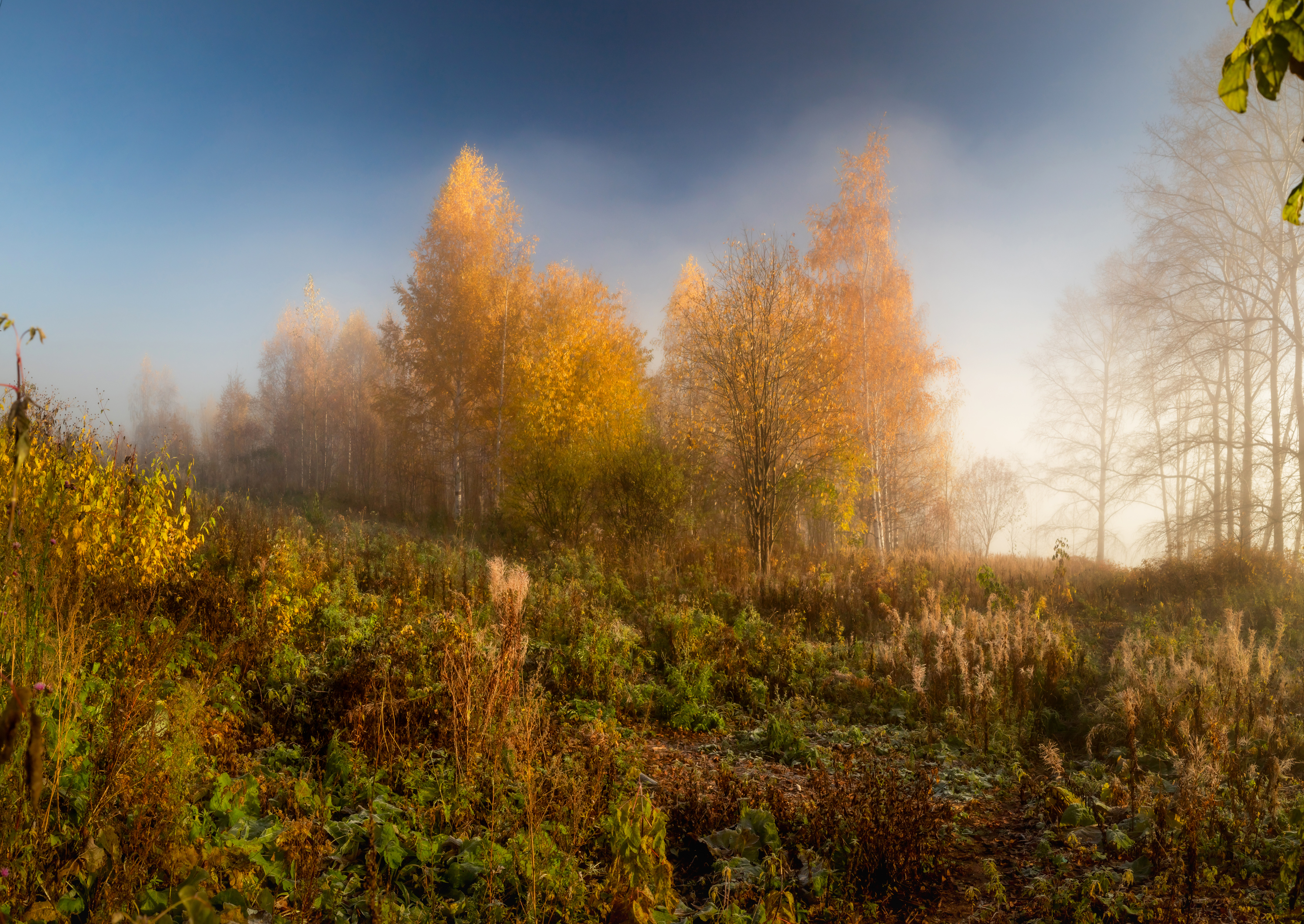 утро, туман, солнце, осень, ярко, деревья, Киров, Вятка, набережная, рассвет, тепло, нежно, береза, Панагушин Сергей