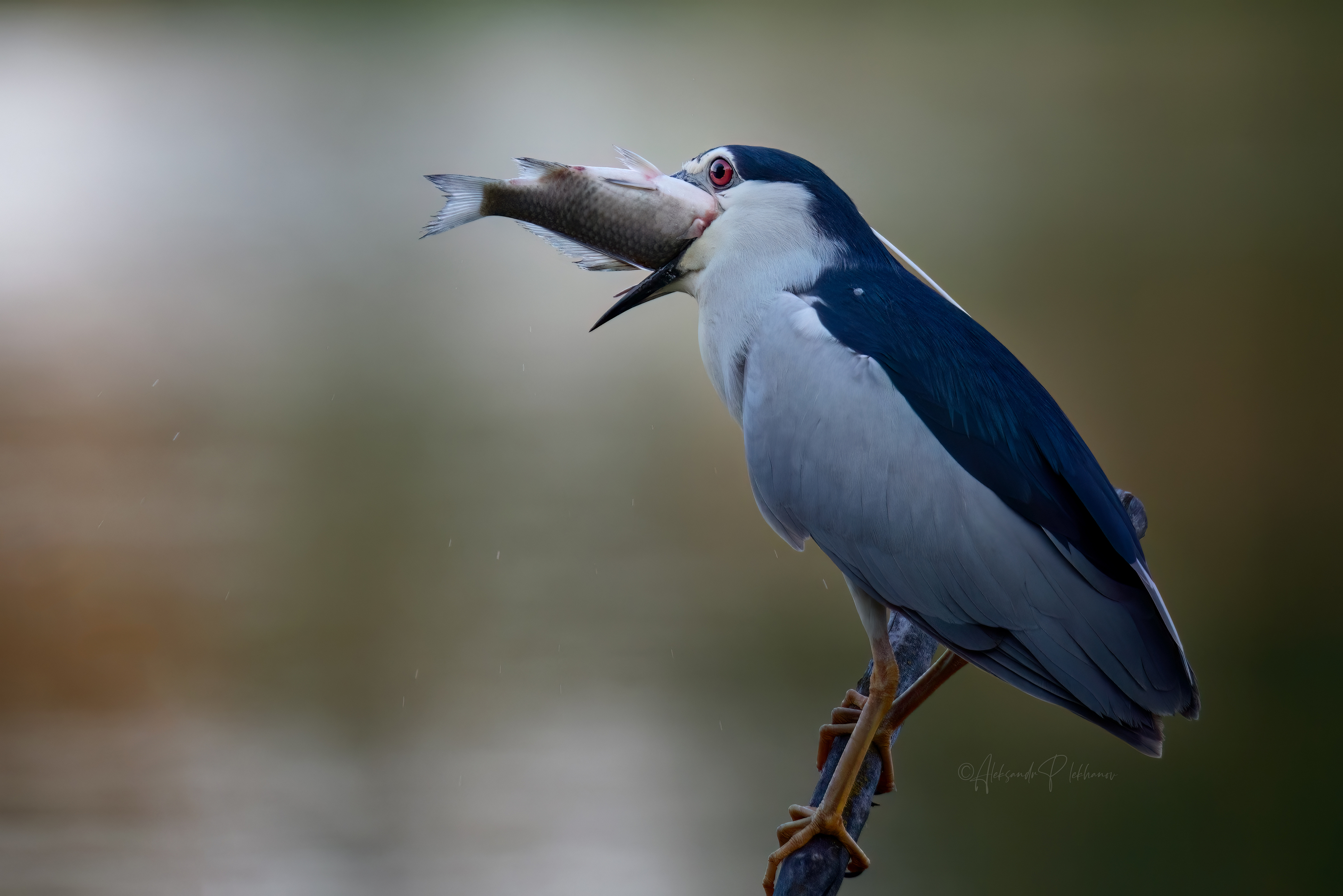 wildlife, Плеханов Александр