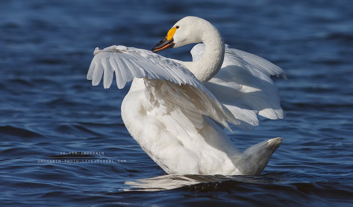 Canon, Wildlife, Wildlife photography, Анималистика, Лебедь, Птицы, Фотоохота, Snowrain