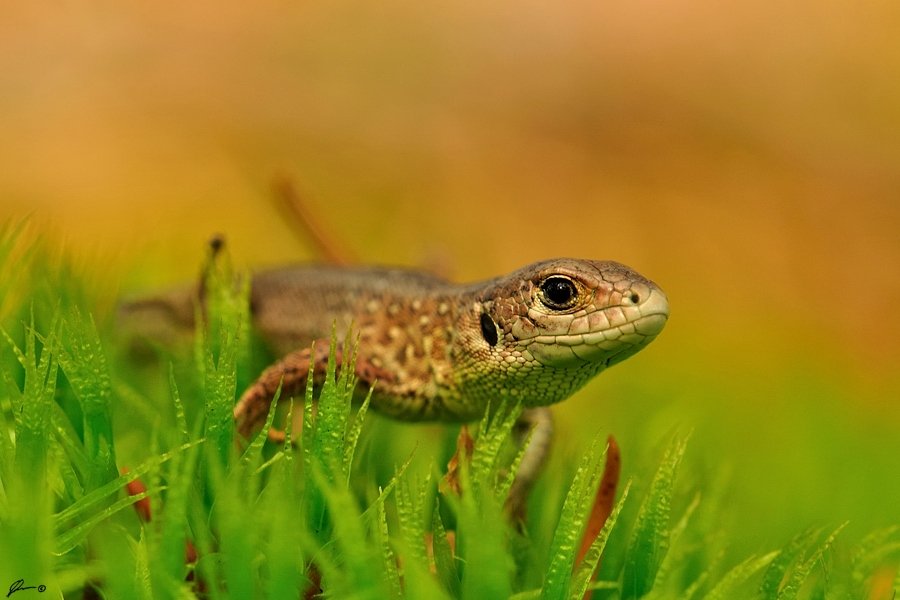 Lizards, Macro, Makro, Nature, Reptiles, Mariusz Oparski