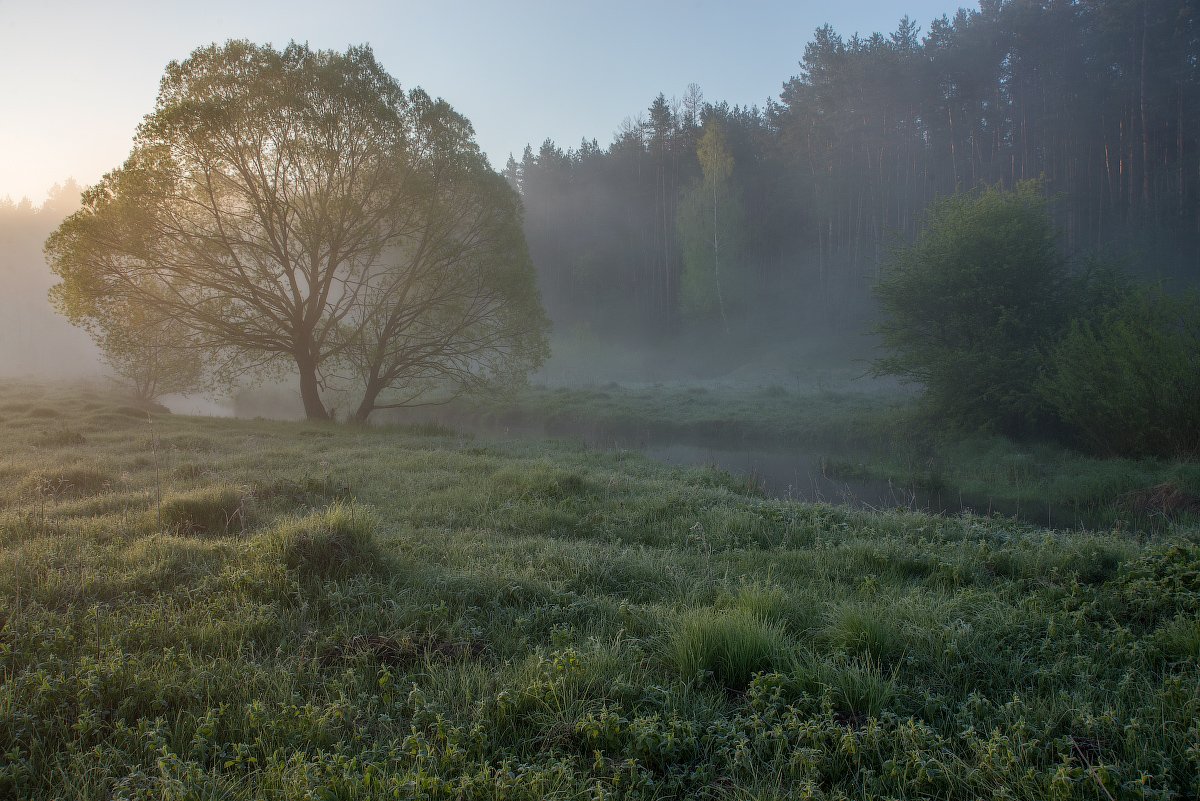 весна, лес, река, солнце, трава, туман, утро, Сергей Добровольский