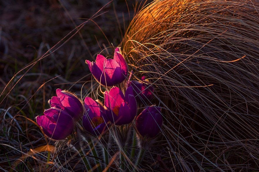 Природа, цветы, сон трава, весна, Александр Кожухов