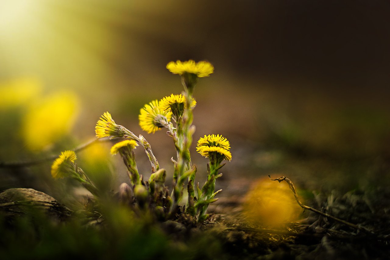 Весна цветы солнце, Парбукова Анна