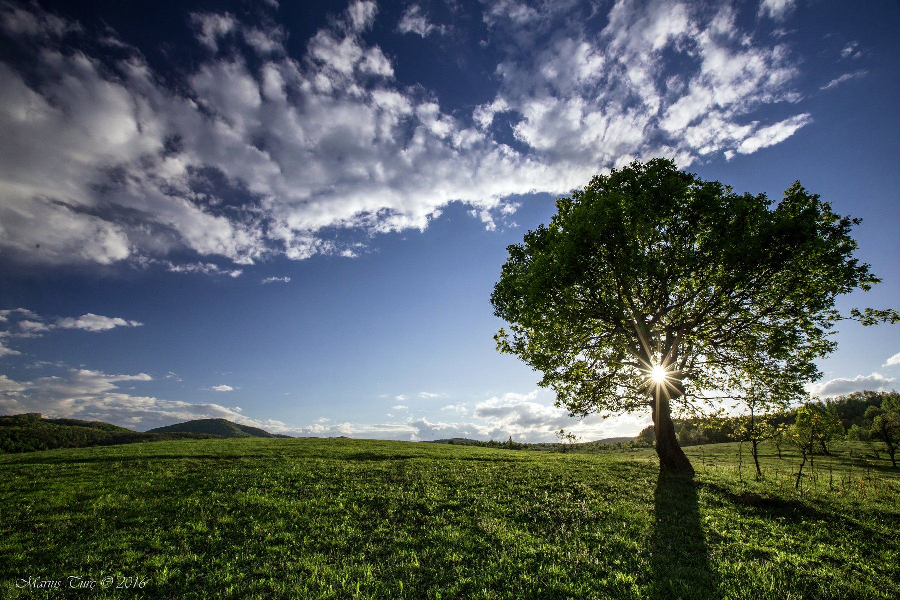 tree,sky,clouds,spring,nature,colors,sun, Marius Turc