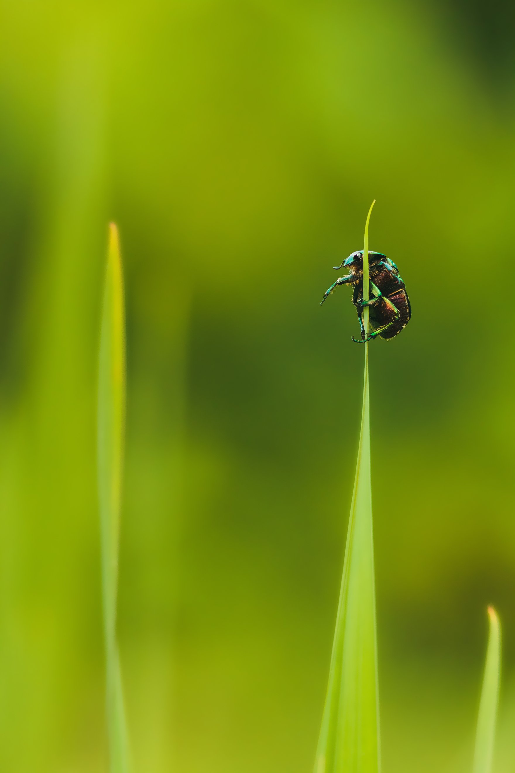 bug, macro, may, beetle, green, observer, travel, live, portrait, yellow, bokeh, environment, observe, grass, up, watch, summer, summertime, emerald, lookout, watchman, sentinel, mast, pole, nature, blade, purposeful, ambitious, dexterity, adroitness, Денис Ганенко