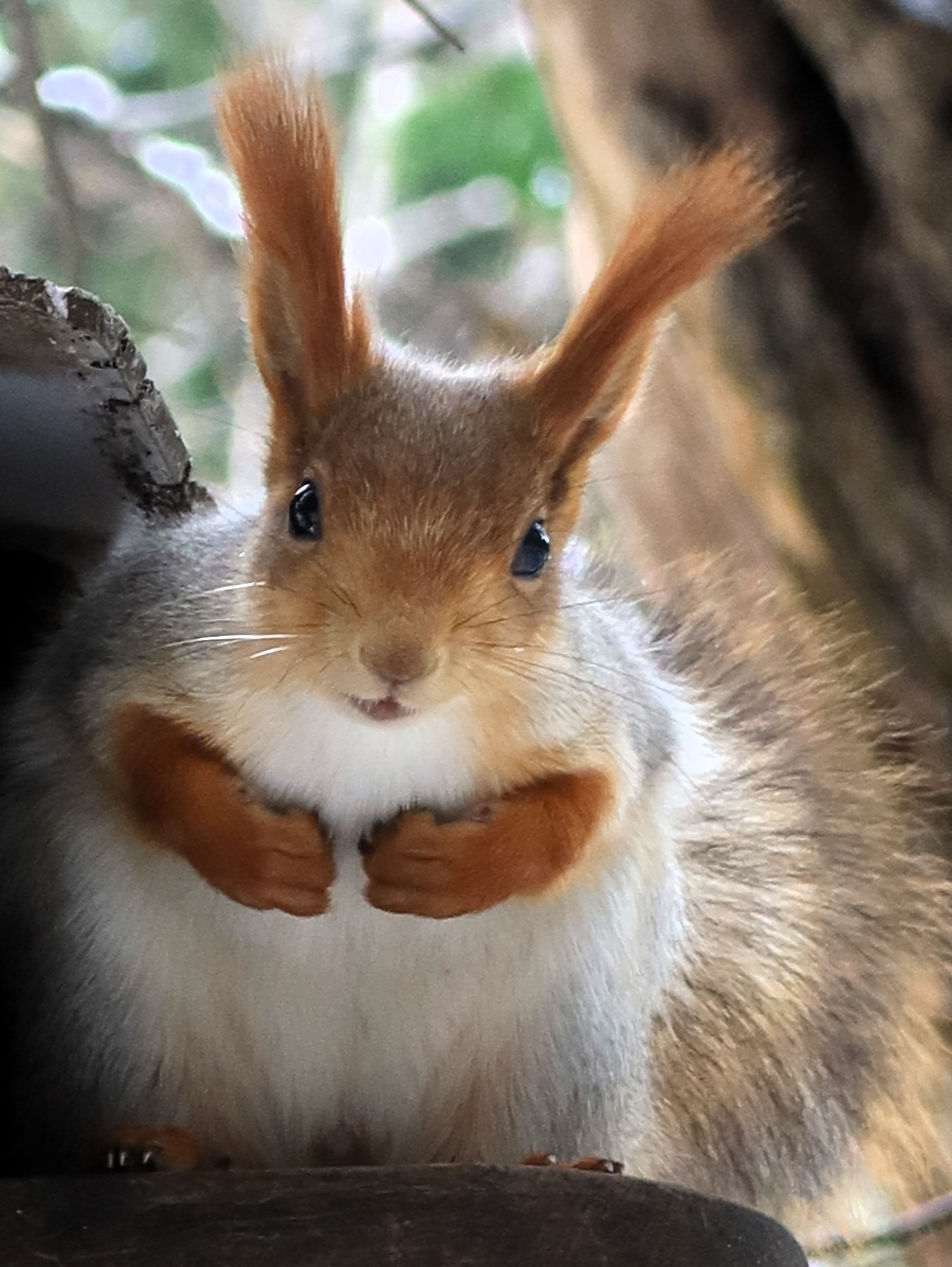 природа,белка, Козлова Галина