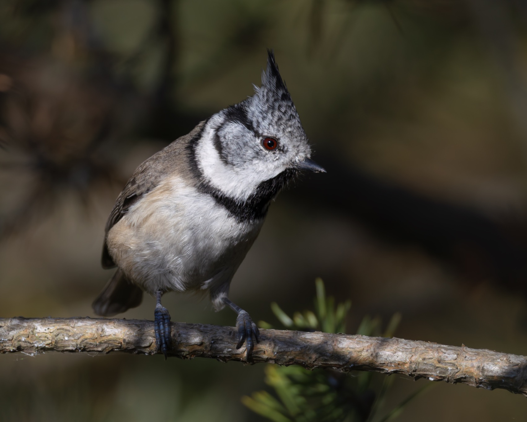 гренадерка, хохлатая синица, синица, птицы, Ruslan Pl